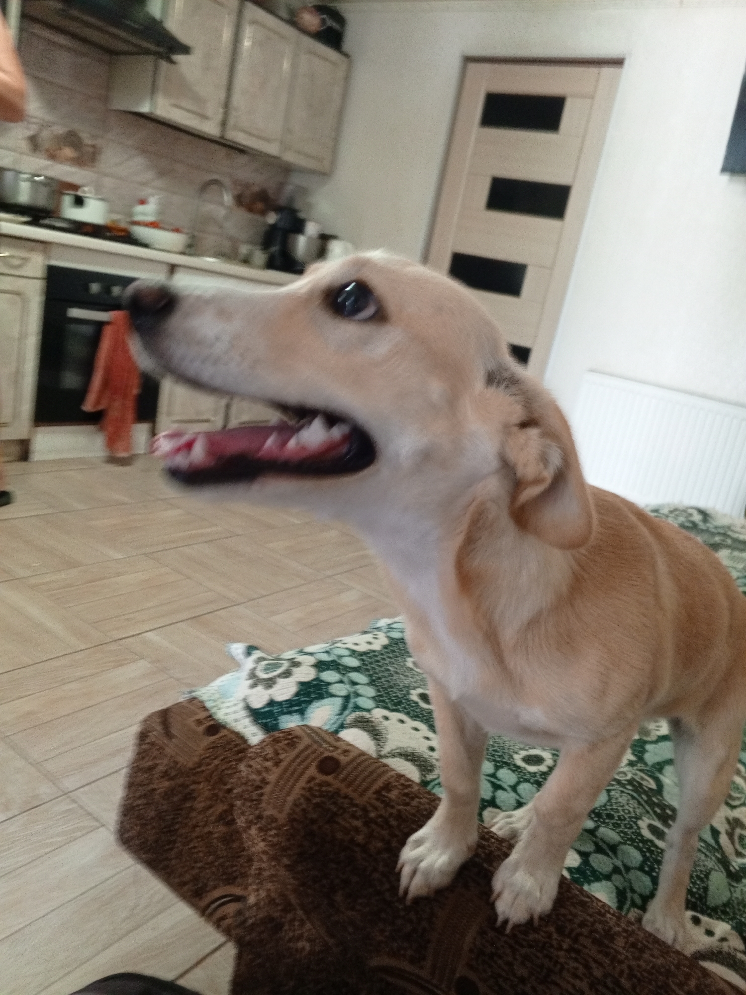 The image depicts a light-colored dog with its mouth open, standing on a brown textured surface, possibly a piece of furniture covered with blankets. The background suggests an indoor setting, likely a kitchen, with cabinets, a stovetop, and a doorway visible. The floor is tiled with a wood-like pattern. The overall lighting is somewhat dim. There are no other people or animals clearly visible in the frame. The location in Marhanets, Ukraine cannot be determined from the image itself.