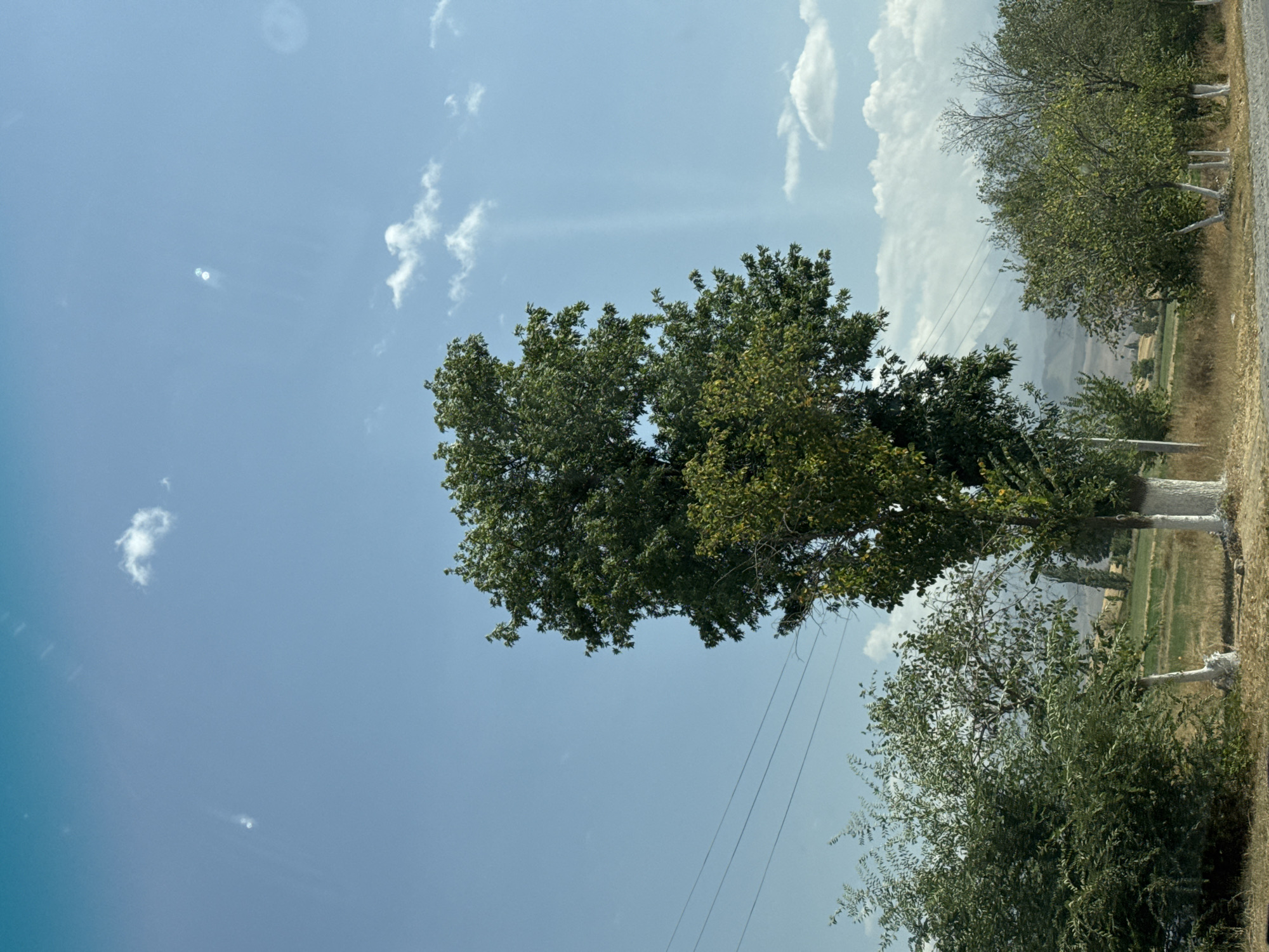 The image shows a rural scene with a large, leafy tree in the foreground, its trunk painted white. To the left and right of this tree, other trees and bushes are visible, some with white painted bases. In the background, there are rolling hills or mountains, and fields that appear to be under cultivation. The sky is a bright blue with scattered white clouds. Power lines are strung across the upper left portion of the image. The setting appears to be a roadside or open area within the city of Tash-Moinok, Kyrgyzstan.