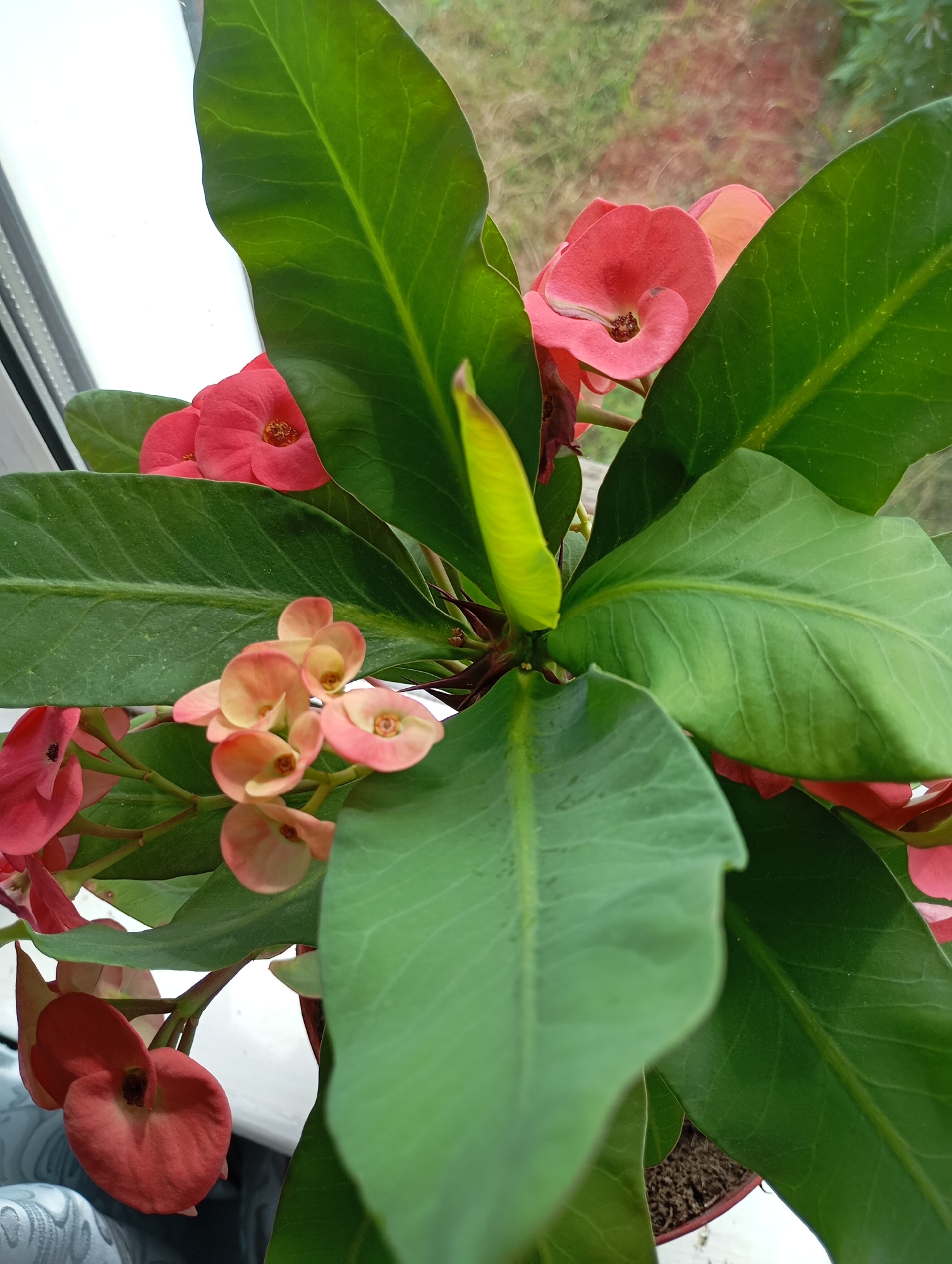 The image is a close-up, top-down view of a potted plant with vibrant pink and peachy-orange flowers and large, dark green leaves. The plant is situated near a window, with a bright, out-of-focus background that suggests an outdoor environment, possibly with greenery visible. The pot is visible at the bottom right, containing soil. The lighting suggests it is daytime. The location is specified as Льниха, Russia.