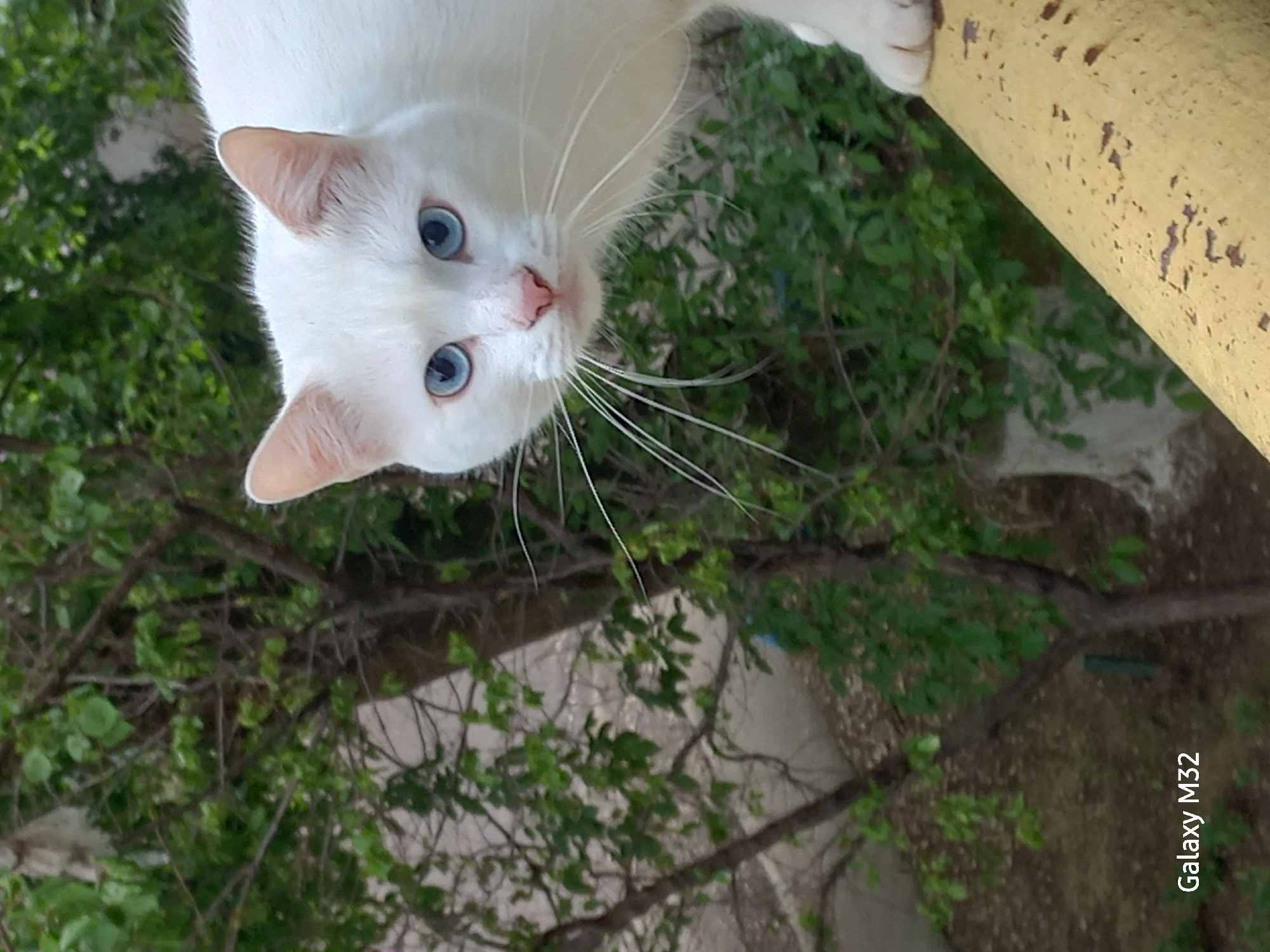 A close-up, slightly angled shot of a white cat with striking blue eyes. The cat's face dominates the top of the frame. The animal's paws are resting on a yellow, textured surface, likely a painted metal post or railing. The background is filled with green foliage and branches of a tree, giving the impression of an outdoor setting. The ground is visible through the branches, appearing as a mix of concrete and dirt. The watermark "Galaxy M32" is visible in the bottom right corner. The photograph was taken in Volzhsky, Russia.