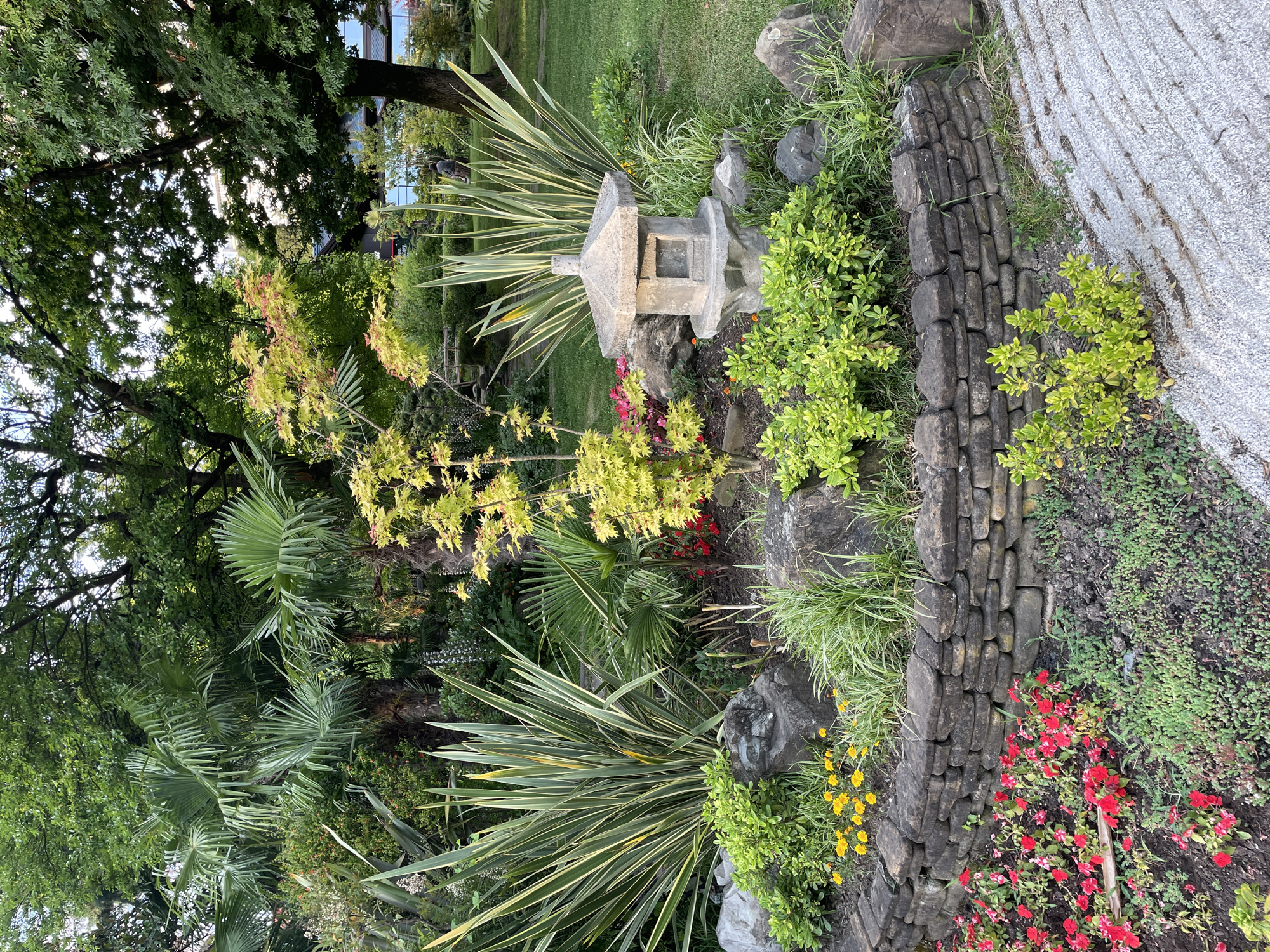 This media file shows a section of a lush garden, likely in Sochi, Russia. The scene is dominated by a variety of plants, including palm fronds, a Japanese maple with yellow and red leaves, and ornamental grasses with striking yellow and green stripes. In the foreground, a traditional stone lantern sits amidst rocks and dense green foliage, accented by small red and yellow flowers. A low, dark stone wall borders the garden area, separating it from a path covered in light-colored gravel. The overall impression is one of a well-maintained and tranquil garden setting, possibly in the late afternoon or early evening, given the soft lighting. No people are clearly visible, but the presence of what appears to be a building in the background suggests a park or botanical garden rather than a wild landscape. The image is oriented vertically.