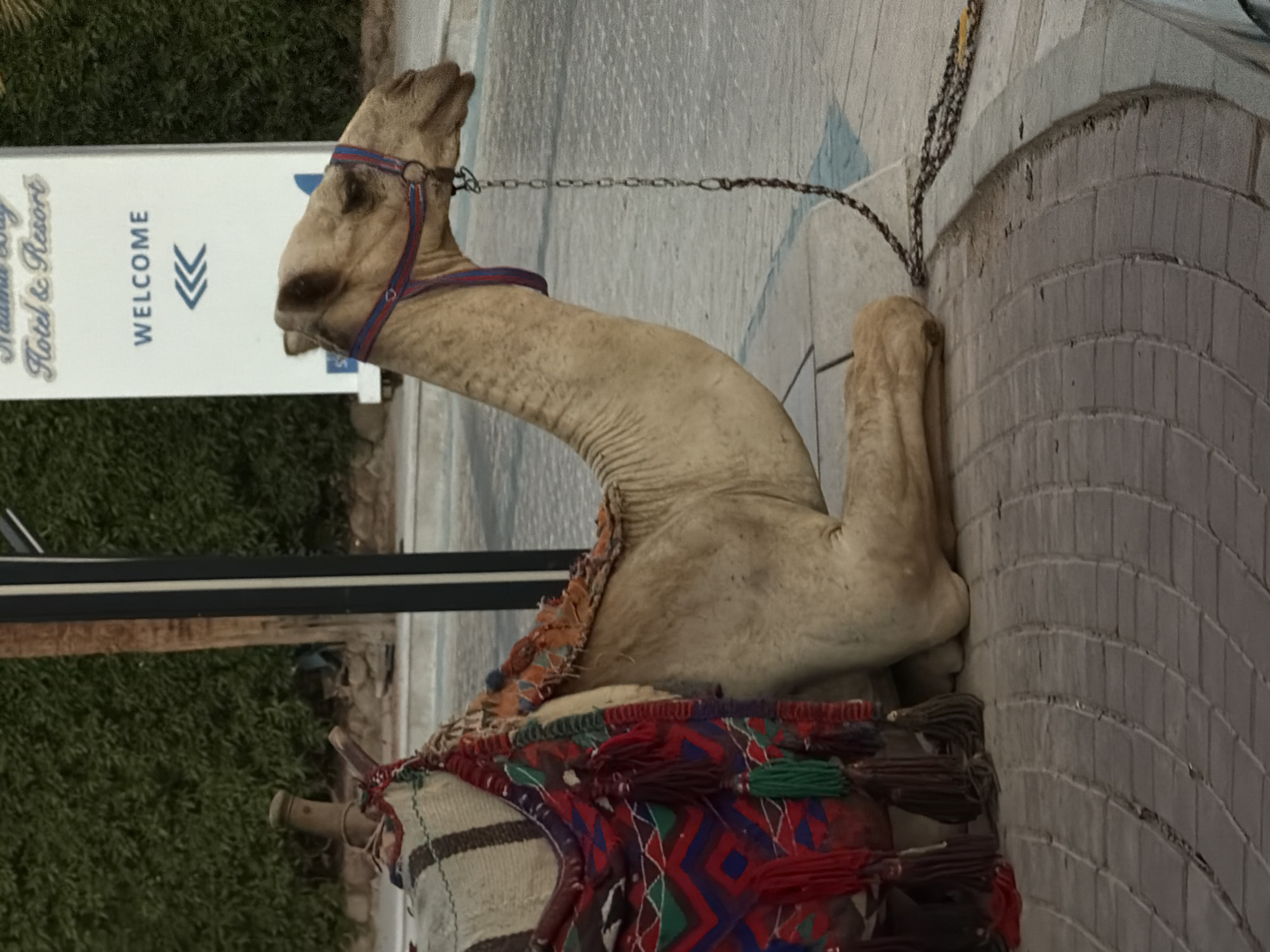 An adult camel is resting on its side on a paved walkway in Sharm El Sheikh, Egypt. The camel is adorned with a colorful saddle blanket featuring geometric patterns and tassels. A blue and red halter is around its neck, connected to a chain leash that trails on the ground. In the background, a white sign with blue text reads "Naama Bay Hotel & Resort" and "WELCOME" with an arrow pointing left. Behind the sign is a dense green hedge. The paving stones of the walkway are arranged in concentric arcs. The lighting suggests it is either early morning or late afternoon. There are no people visible in the frame.