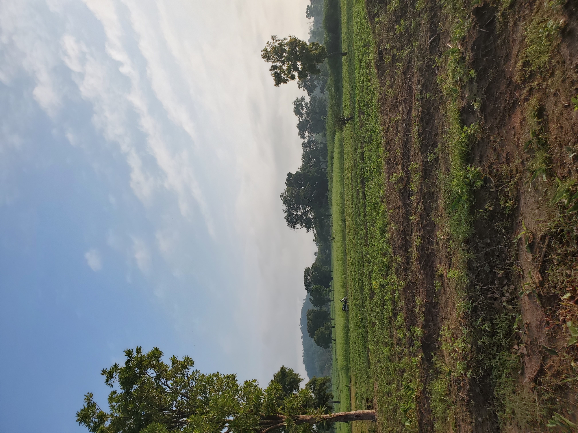 The image captures a serene rural landscape, likely agricultural land in Mararaba, Nigeria. The scene is dominated by vast open fields, trees, and an expansive sky.
The upper portion of the image features a bright blue sky, gradually transitioning to a lighter, hazier white towards the horizon. Scattered across the blue expanse are wispy, elongated white clouds.
The mid-ground is covered by a large field of cultivated land. Rows of young, green plants, possibly crops, stretch diagonally across the frame, interspersed with dark brown tilled earth. On the left side, a treeline with dense green foliage forms a boundary, leading up to distant hills or mountains shrouded in a light atmospheric haze. Closer to the right, a solitary, distinct tree with a full canopy stands in the field. In the middle distance, a small, dark object that appears to be a motorcycle or bicycle is visible within the green field.
In the foreground, part of a large tree with vibrant green leaves and a visible trunk anchors the lower left corner of the frame. The overall impression is one of peaceful, agricultural productivity.
There are no people visible, and no specific activities or events are clearly taking place, suggesting a quiet moment in the landscape. The soft, bright lighting, combined with the distant haze, indicates either early morning or late afternoon. There is no visible text in the image.