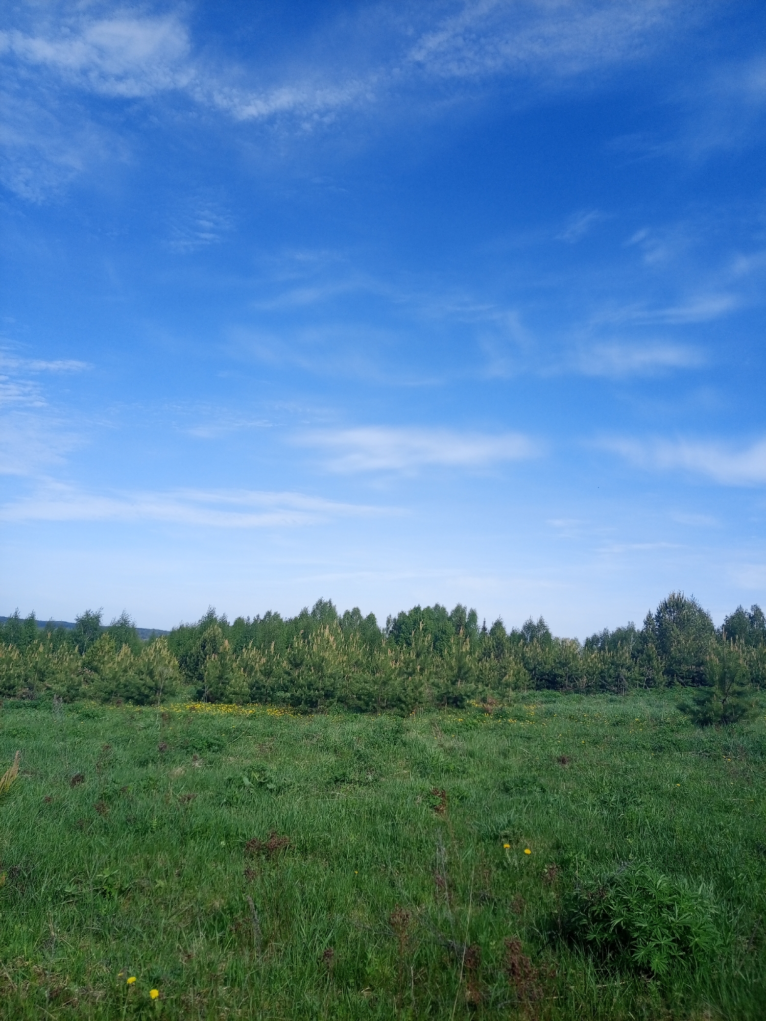 The image depicts a landscape in Ural'skoe, Russia. The scene features a green field with tall grass and scattered yellow wildflowers in the foreground. A row of young pine trees is visible in the midground, marking the edge of the field. Beyond the trees, a hazy horizon line suggests a distant landscape. The sky is a clear, bright blue with thin, wispy clouds distributed across it. No people or animals are visible.