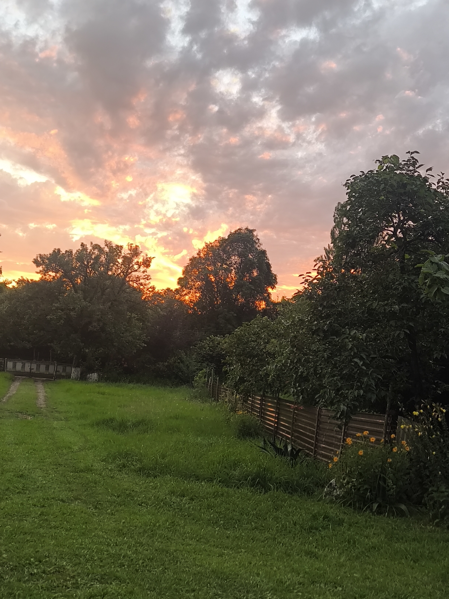 This is a photograph of a sunset over a rural landscape. The sky is filled with dramatic clouds, illuminated by the setting sun in shades of orange, pink, and yellow. In the foreground, there is a lush green grassy field. To the left, a dirt path leads towards a fence and a gate. Trees are visible in the middle ground, with some of them silhouetted against the bright sky, and others are in full leaf. A wooden fence runs along the right side of the image, partially obscured by vegetation. Small yellow flowers are blooming near the fence. The overall impression is one of peaceful, natural beauty.