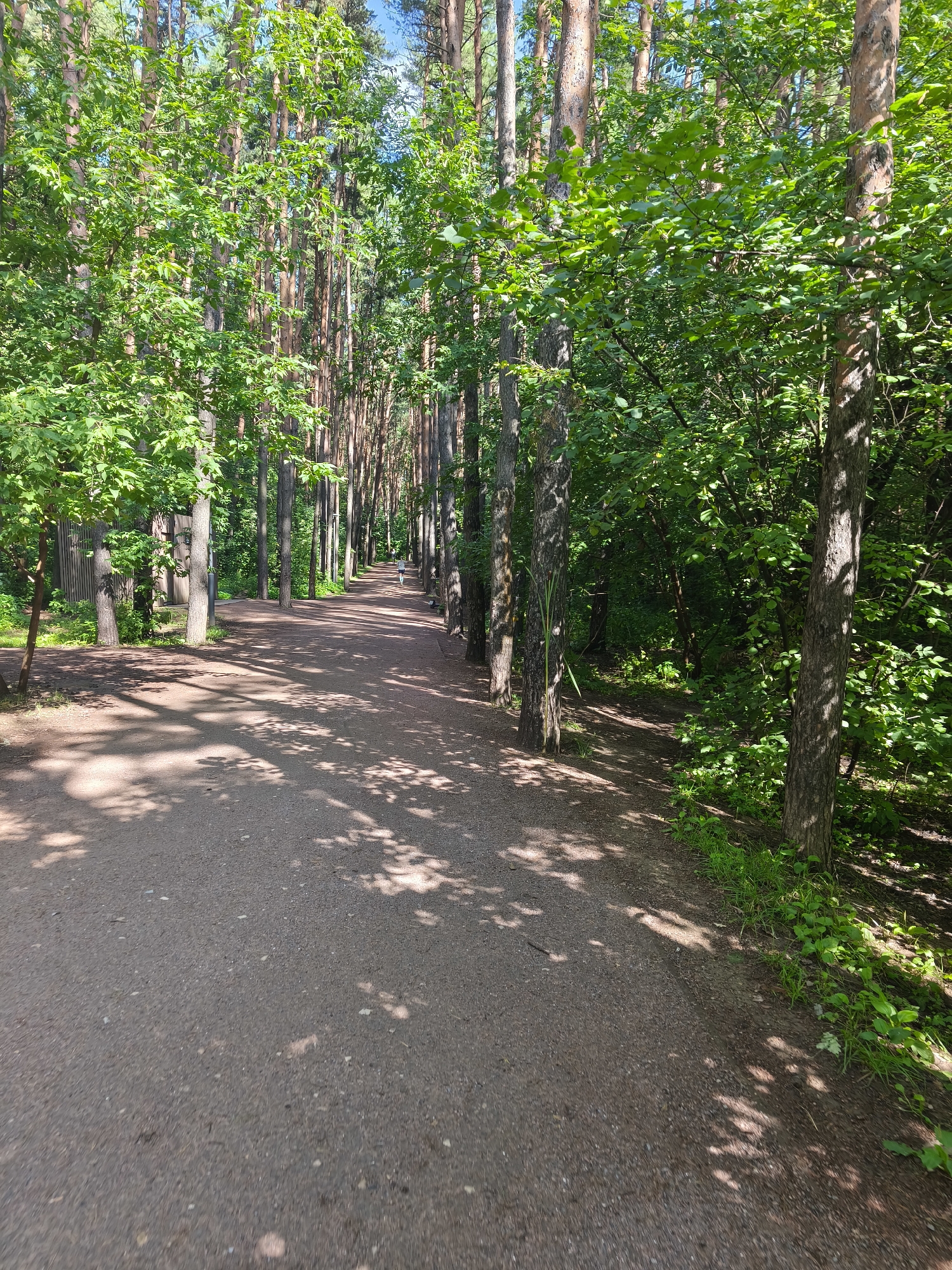 The image shows a dirt path winding through a dense forest, likely a park. The path is lined with tall, slender trees, predominantly pines with some deciduous trees interspersed. Sunlight filters through the canopy, casting dappled shadows on the path and surrounding vegetation. The path appears to be well-maintained, suitable for walking or cycling. The environment is lush and green, suggesting it is springtime or summer. In the distance, a lone figure is visible walking on the path. There are no obvious man-made structures besides a hint of a fence on the left side of the path. The overall impression is one of tranquility and nature. This scene is consistent with many parks and forest areas within Moscow, Russia, known for their extensive green spaces.