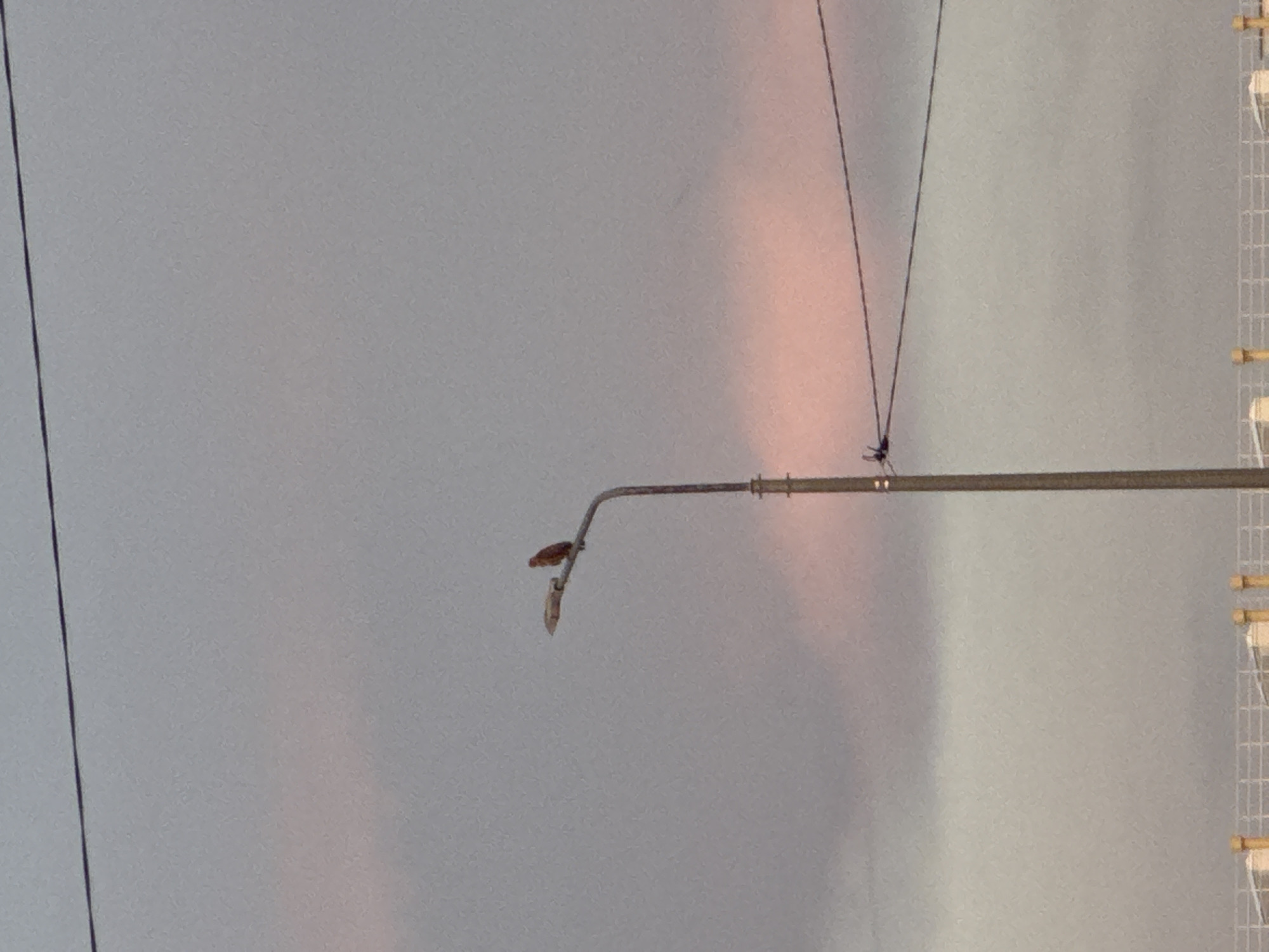 A bird is perched on the arm of a street light in Mikhaylovsk, Russia. The street light has a long, curved arm with a light fixture hanging from the end. The bird is small and brown, and it is facing to the left. The sky is a pale gray with some pinkish clouds, suggesting it might be dawn or dusk. There are also thin wires visible in the background, possibly power lines or utility cables. To the right of the image, a tall, white structure with a grid pattern and wooden beams can be seen, which might be part of a building or a fence. The overall impression is a quiet, outdoor scene, possibly in a residential or urban area, captured during twilight. No text is visible in the image.