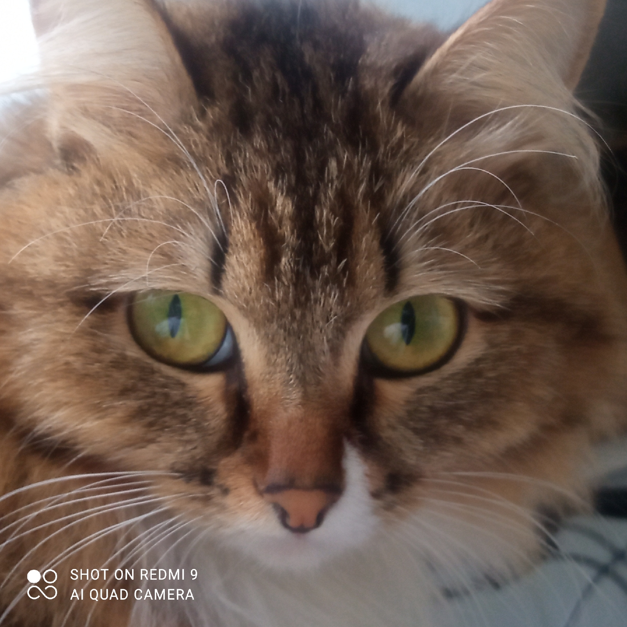 A close-up shot of a cat's face. The cat has brown and white fur, with prominent green eyes. The nose is pink, and white whiskers are visible. The bottom left corner contains a watermark indicating the photo was taken with a Redmi 9 AI quad camera. The location is not specified.
