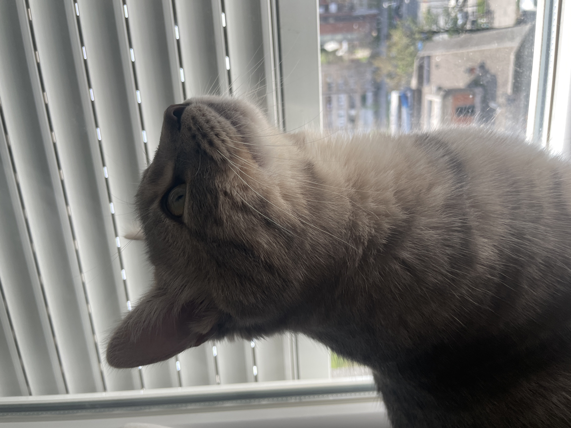 A close-up, oblique view features a grey tabby cat near a window with partially closed white blinds. Outside the window, a blurred urban landscape is visible, showing buildings and trees. The cat's head is tilted upward, revealing its ear and a portion of its eye. The location is Novi Sad, Serbia, as indicated by the building in the blurred urban landscape.