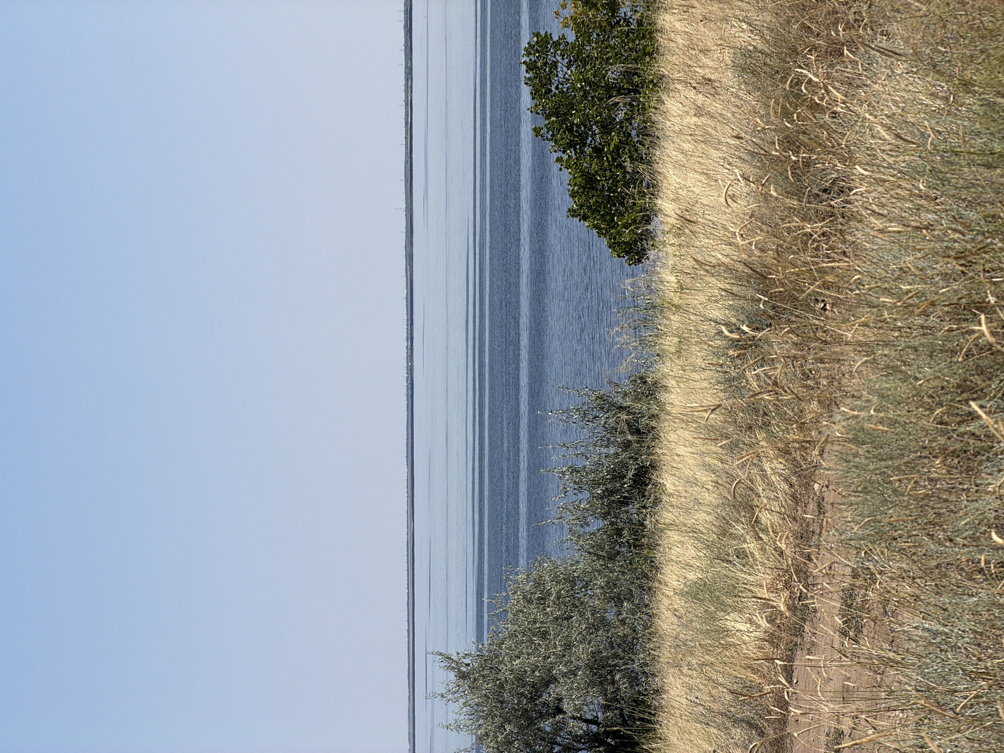 This image depicts a panoramic view of a body of water with a clear sky above. In the foreground, dry, golden grass and some green shrubs cover the land, suggesting a dry season or arid environment. Two trees are visible: one on the left with silvery-green foliage and another on the right with dense, dark green leaves. The water in the middle ground appears calm with several horizontal lines indicating subtle waves or currents. The horizon is a faint line separating the water from a distant landmass under a pale blue sky. The scene is natural and appears to be located in an open, undeveloped area. Based on visual cues, this landscape is consistent with the natural environment surrounding the city of Kamyshin, Russia, known for its proximity to the Volga River.