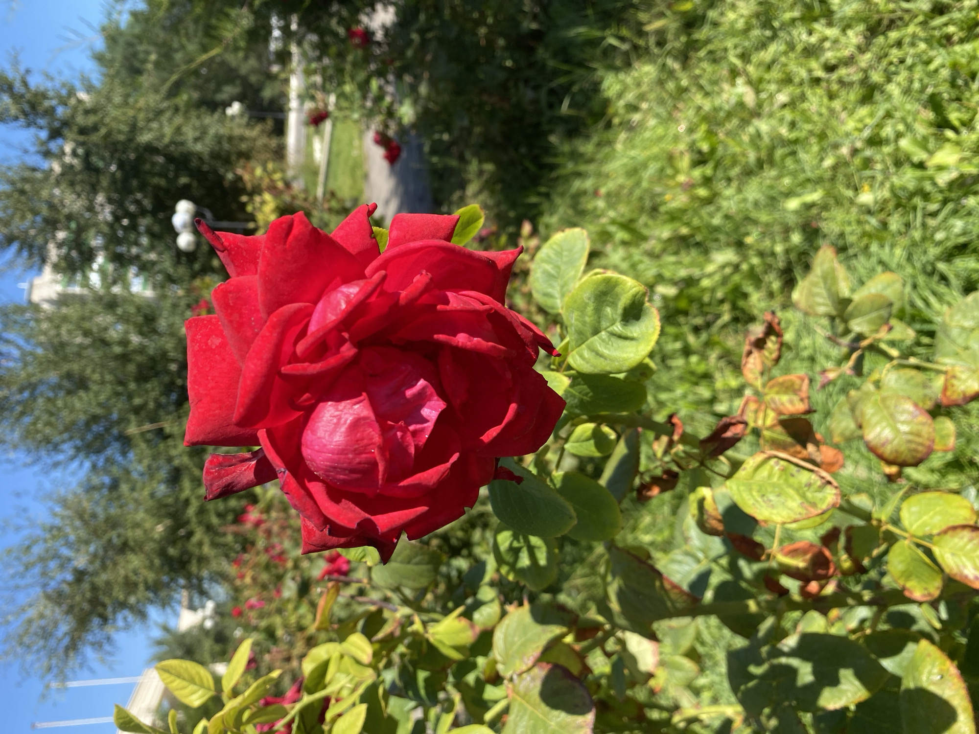 A close-up, eye-level shot captures a vibrant red rose in full bloom, dominating the foreground of the image. The rose, with its numerous tightly packed petals, is positioned slightly off-center to the right. Its rich red color is highlighted by the bright sunlight, which also casts shadows on the petals. Surrounding the rose are its green leaves, some of which show signs of browning or discoloration, indicating a possible need for care.
In the background, a blurred landscape unfolds under a clear blue sky. Several trees with green foliage are visible, suggesting an outdoor setting in a park or garden. Behind the trees, a building with a light-colored facade and tall vertical elements, possibly flagpoles or architectural features, can be discerned. Additionally, streetlights with multiple globes are scattered throughout the background, hinting at a public urban space. The ground is covered with green grass, interspersed with areas of dirt and some scattered red roses. The overall impression is that of a sunny day in a city park.
The city of Oral, Kazakhstan, is known for its parks and green spaces, making this scene plausible within such an environment. The presence of buildings and streetlights confirms an urban setting. The specific location within Oral cannot be determined from the image alone.