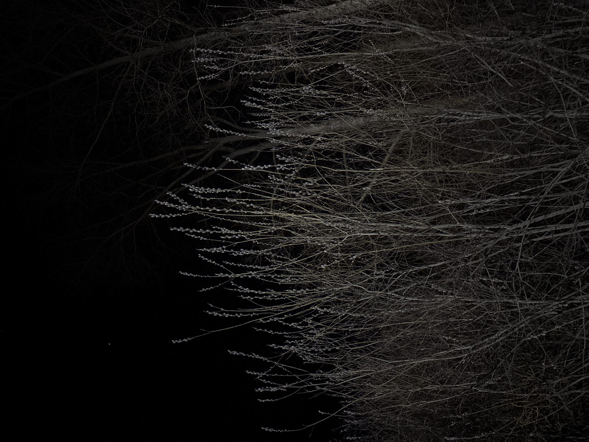 The image captures a nighttime scene in what appears to be a wooded or park-like area. Bare branches of trees, some with catkins, are silhouetted against the dark sky. The scene is predominantly dark, with minimal light allowing for detail. The image is of natural flora. The exact location is difficult to determine.