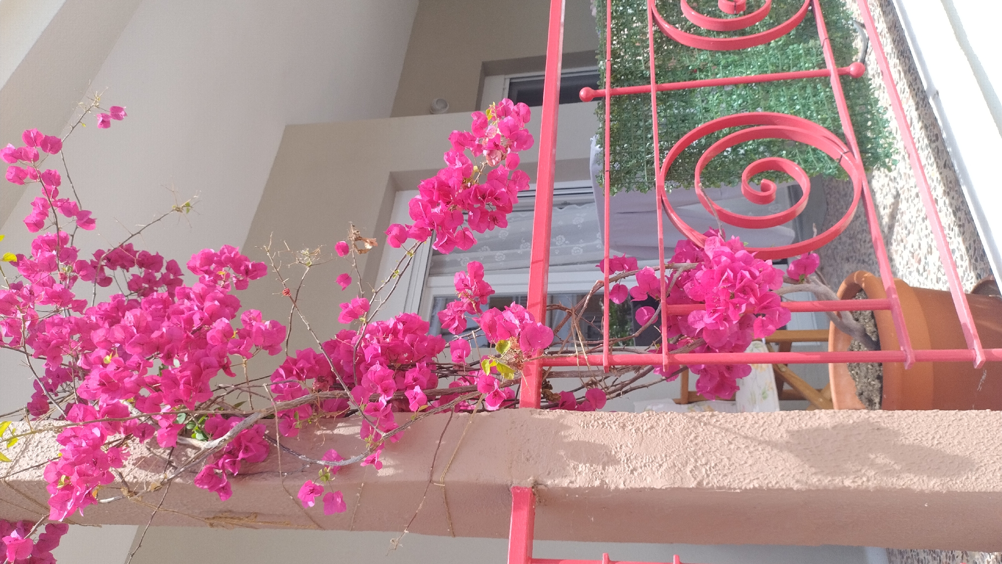The image captures a close-up view of vibrant pink bougainvillea flowers cascading down a textured, light brown pillar on a balcony in Nea Michaniona, Greece. The flowers are in full bloom, with clusters of bright pink bracts and delicate green leaves. A rusty red railing with decorative spiral elements runs across the foreground, partially obscuring a potted bougainvillea plant and a glimpse of a white-curtained window behind it. In the background, a light-colored building facade is visible under a bright, sunny sky, suggesting a warm climate. The ground of the balcony appears to be paved with small stones.
