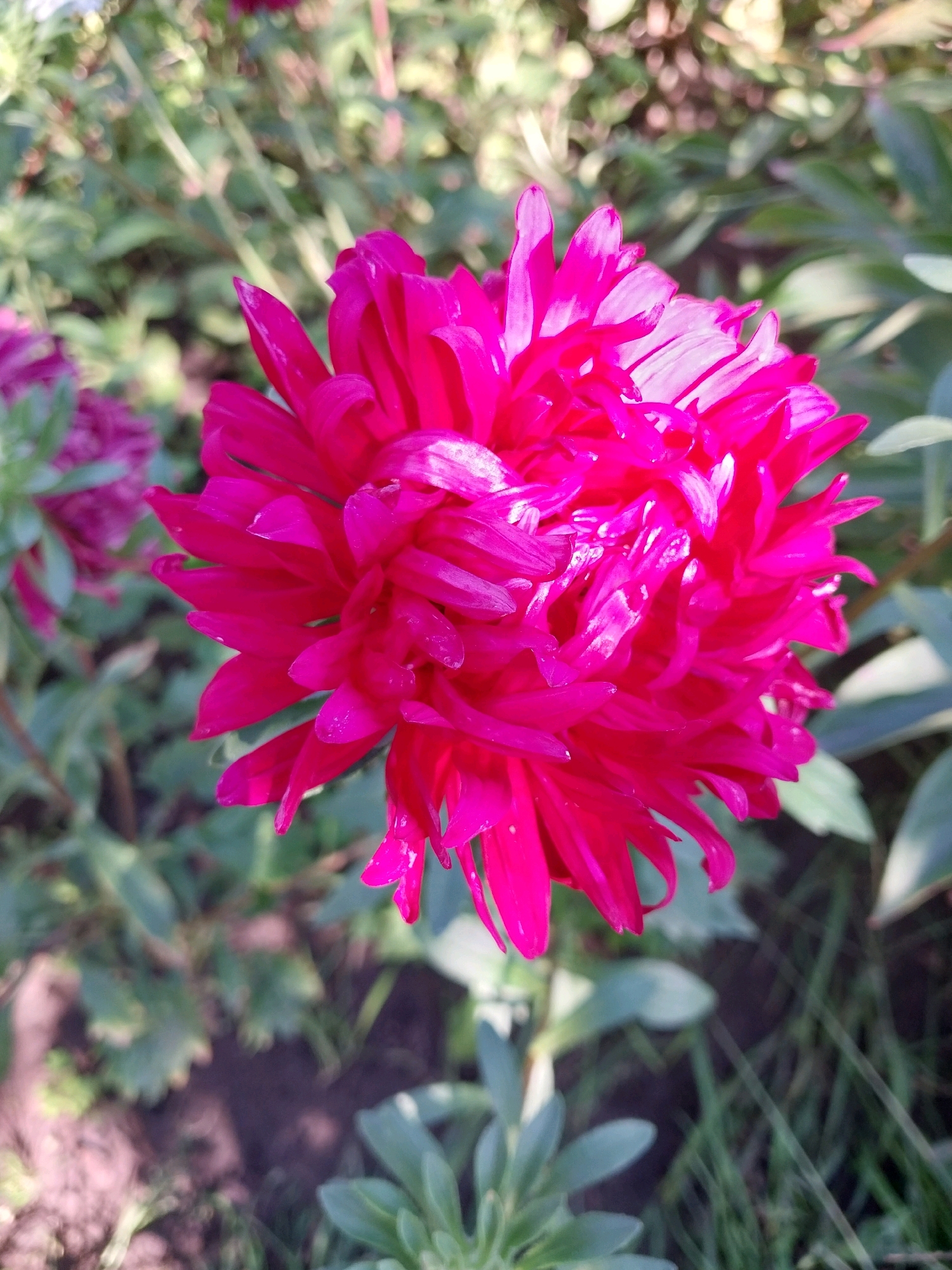 A close-up, vertical shot features a vibrant pink aster flower in the foreground. The flower's petals are tightly packed and layered, with some appearing slightly translucent in the light. The background is a blur of green foliage and hints of brown earth, suggesting an outdoor garden setting. The image is well-lit, highlighting the rich color of the flower. There are no people or specific landmarks visible that would indicate a precise location within the city of Dnipro, Ukraine. The scene is peaceful and natural, focusing solely on the beauty of the bloom.
