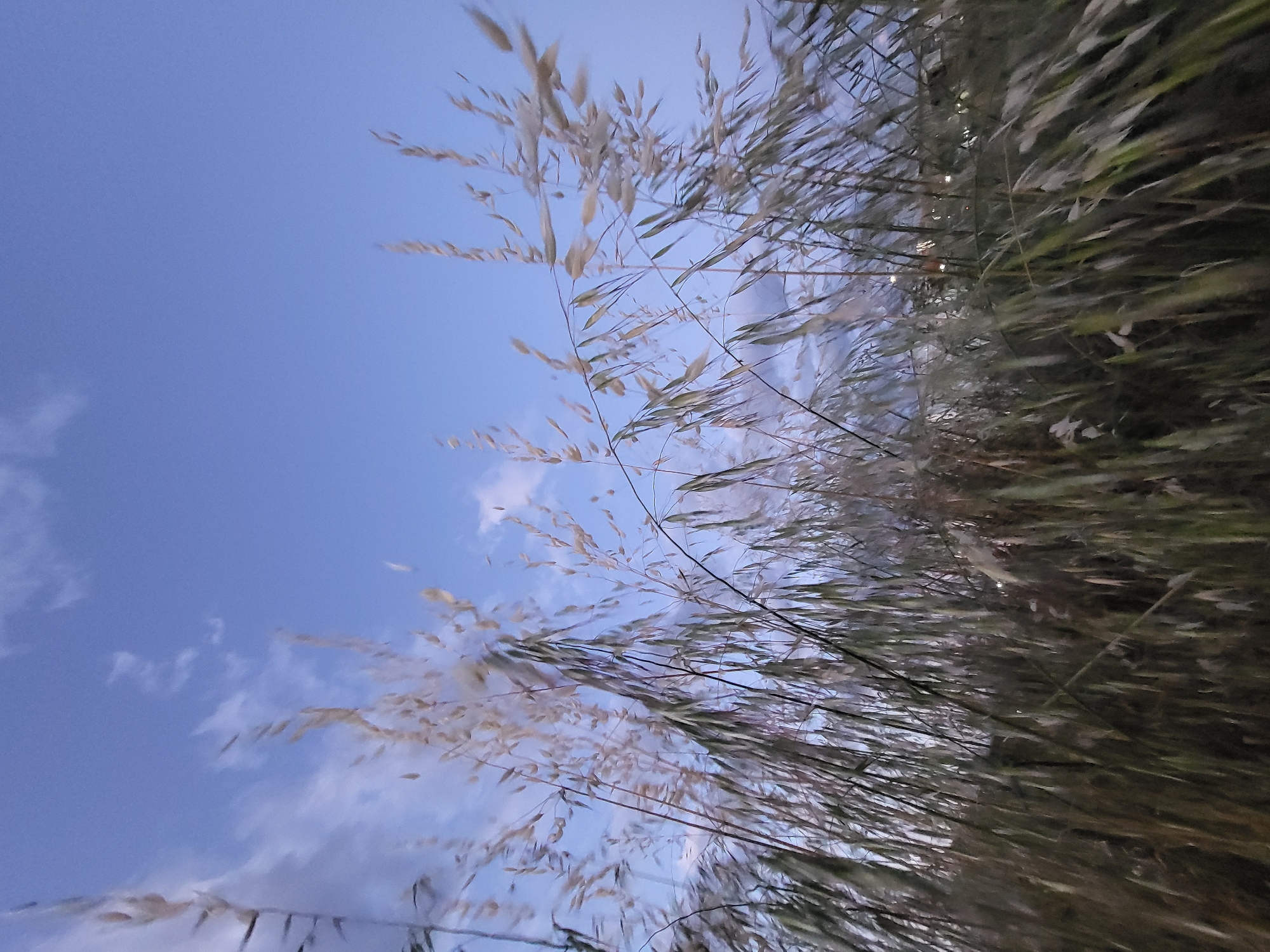 This image presents a low-angle, upward view through a dense growth of tall grass or reeds against a blue sky. The main subjects are the numerous slender plant stems and their light-colored seed heads or blades, which occupy the right and bottom sections of the frame. These plants create a textural, slightly blurred pattern, suggesting movement, possibly from wind, or due to a shallow depth of field.

The sky, filling the upper and left parts of the image, is a soft periwinkle blue, indicative of either dusk or dawn. Scattered, wispy white clouds are visible in the mid-left portion of the sky, adding subtle detail. The plants are primarily in silhouette or backlit, with their lighter seed heads exhibiting a yellowish-tan hue, while the denser foliage appears darker green and brown. Through the thickest parts of the vegetation, especially towards the bottom right, faint, blurry points of artificial light can be seen in the distant background, reinforcing the impression of evening or nightfall approaching.

The scene conveys a serene, natural environment, with the perspective placing the viewer amidst the vegetation. No people or discernible text are present. The overall lighting is soft and ambient, consistent with the time of day. The location context for this image is Mahala, Montenegro.