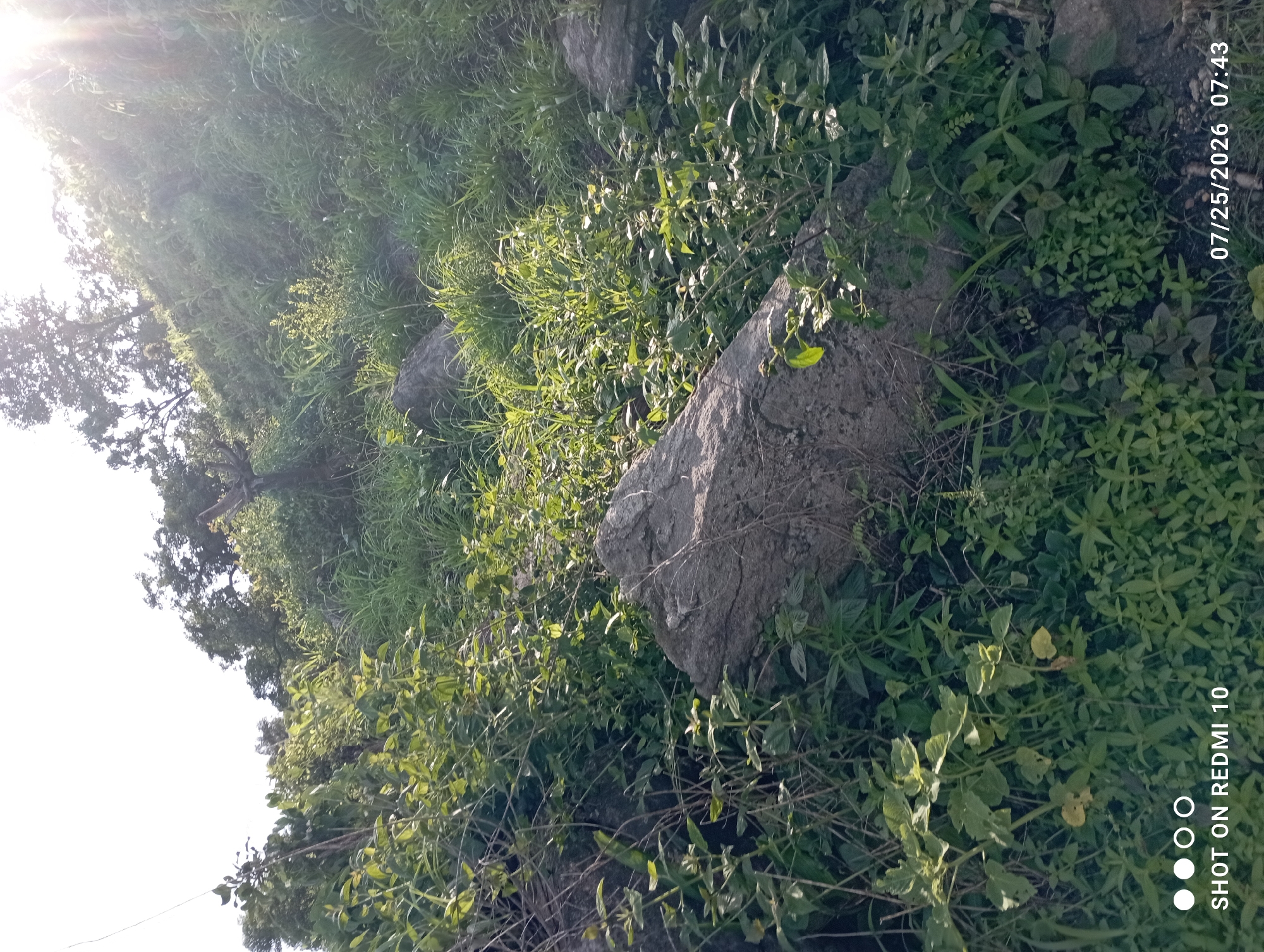 The image depicts a natural outdoor scene, likely a hillside or elevated terrain, covered in dense green vegetation and scattered large rocks. The sun is shining brightly, creating a glare and lens flare effect in the upper right quadrant of the image. The vegetation includes a variety of grasses and leafy plants, with some taller trees visible on the higher ground. The overall impression is one of a wild, untamed landscape. The bottom left corner of the image contains a watermark indicating "SHOT ON REDMI 10" and the bottom right corner displays a date and time stamp: "07/25/2026 07:43". There are no people or signs of human activity visible in the scene other than the camera watermark and timestamp.