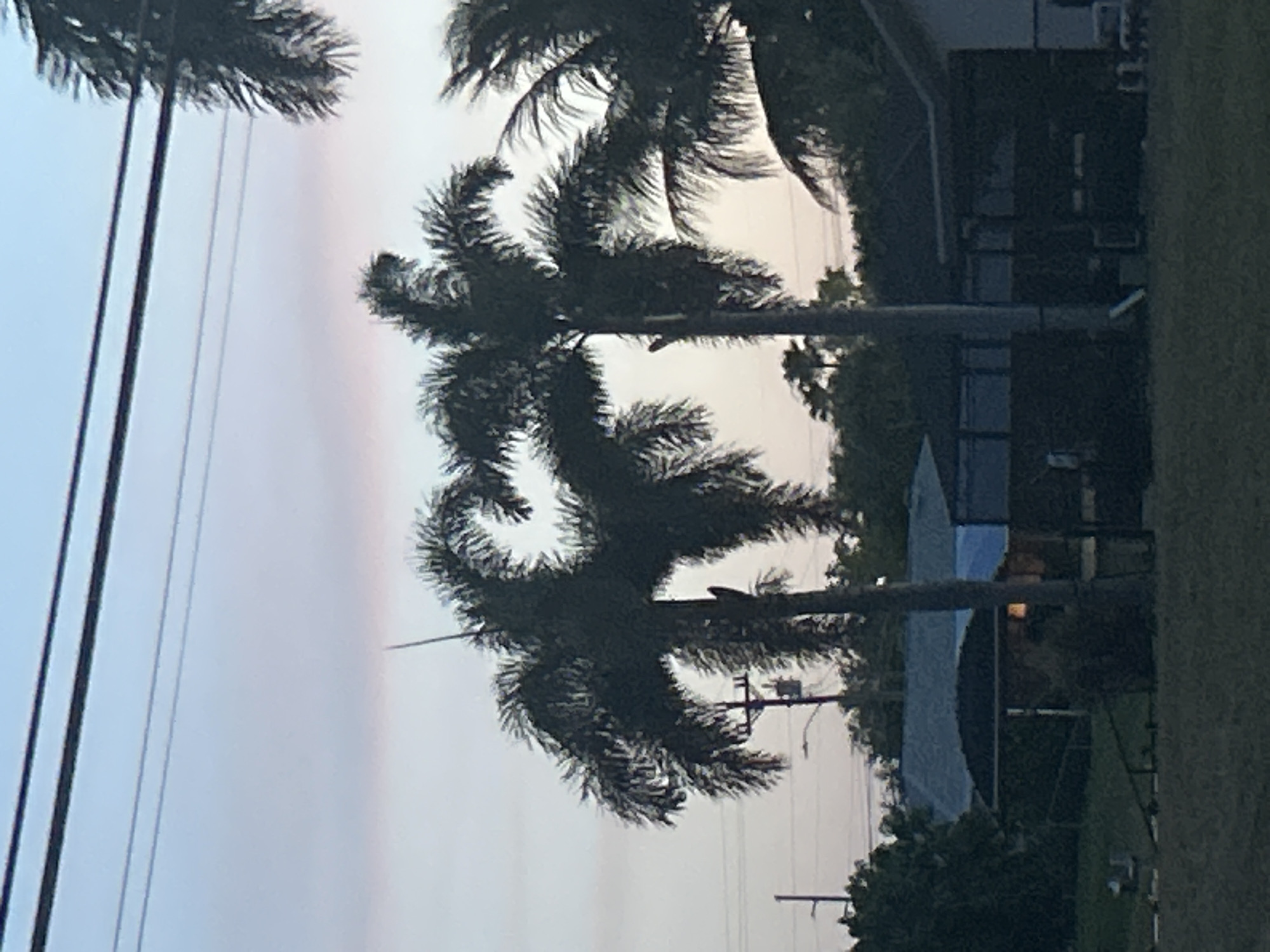 The image, taken in Cape Coral, United States of America, presents a serene, low-light residential scene dominated by two large palm trees silhouetted against a twilight sky. The sky displays a gentle gradient, transitioning from a soft light blue on the left to pale pinks and oranges towards the right, suggesting either sunrise or sunset.
In the foreground and midground, the dark, frilly fronds and trunks of the two palm trees stand out prominently. Multiple utility poles and wires crisscross the left side of the frame, adding vertical and horizontal lines to the composition. In the darker background, parts of houses or buildings are discernible, featuring outlines of windows and roofs. Other patches of dense foliage and some grassy areas complete the lower portion of the scene.
The time of day is clearly either dusk or dawn, characterized by the soft, ambient light and the silhouetted appearance of most elements. The weather appears clear with no clouds visible. There are no people visible, and no specific activity is taking place. No discernible text is present in the image.