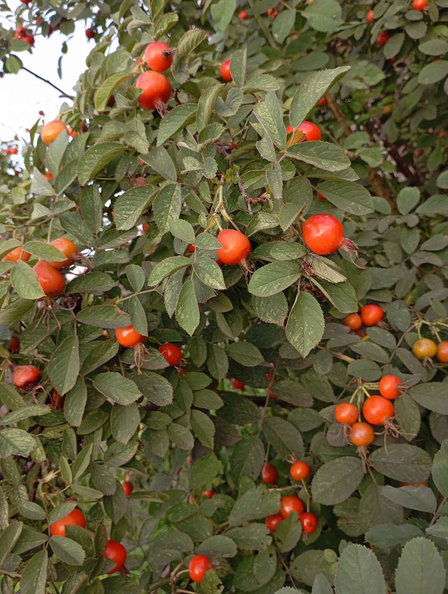 The image shows a close-up of a rose hip bush in the city of Фоки, Russia. The bush is laden with ripe, reddish-orange rose hips, interspersed with dark green, serrated leaves. Some rose hips are round, while others are more elongated. The lighting suggests it is daytime, possibly overcast given the diffused light. The focus is on the fruits and foliage of the plant, with the background blurred, indicating a shallow depth of field. There are no people or animals visible in the image. The overall impression is of a natural scene within an urban environment.