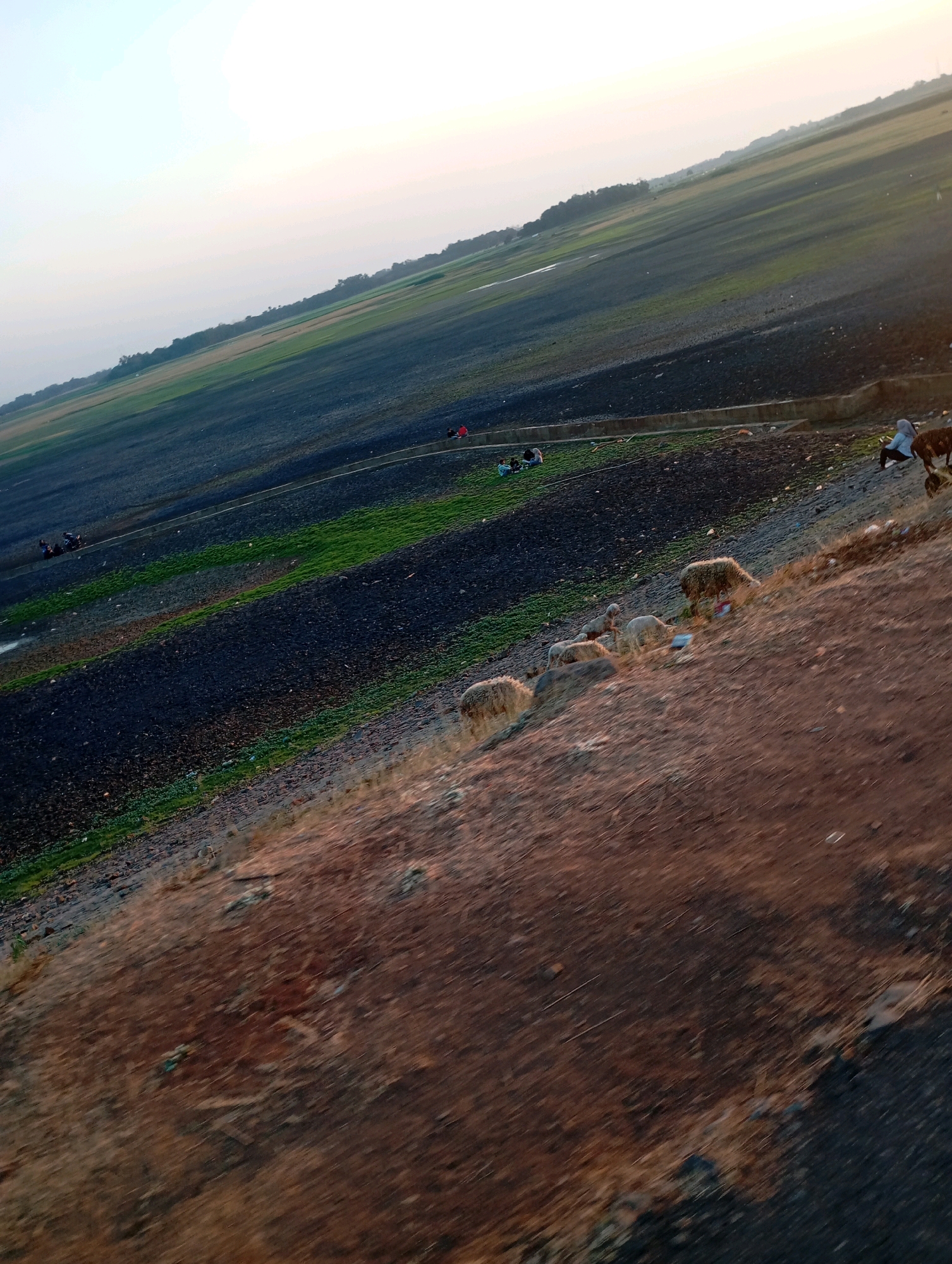 In Haurkolot, Indonesia, an outdoor scene depicts a sloped terrain with patches of dark soil and vibrant green vegetation. Several sheep are scattered across the hillside, some grazing. A person in a light-colored hijab is seated near the sheep, and another person is visible standing further up the slope, interacting with a brown animal. In the mid-ground, a group of individuals are gathered on a strip of green, with one person in red standing. The sky above is bright and hazy, suggesting either early morning or late afternoon light. The overall landscape is characterized by its diagonal orientation and the distinct contrast between the barren and cultivated areas.