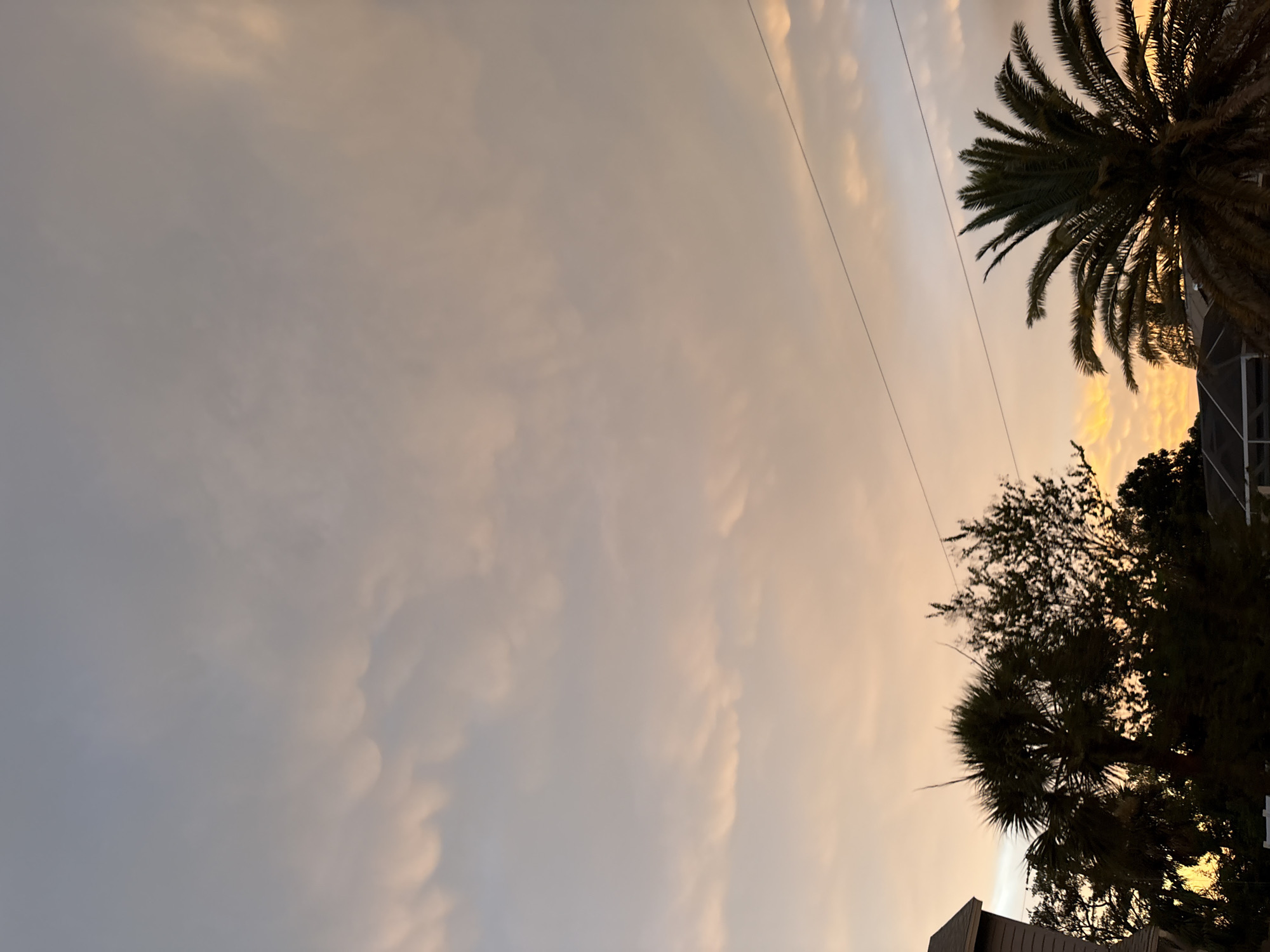 The image shows a sky filled with soft, undulating clouds during either sunrise or sunset, casting a warm, peachy glow. The sky transitions from a pale blue at the top to warmer tones towards the horizon. Silhouetted against this sky are the tops of palm trees and other foliage, as well as the edge of a residential building on the left. Power lines stretch horizontally across the middle ground. The scene appears to be from a residential area, likely in the city of South Venice, Florida, given the presence of palm trees and the warm, tropical-like sky. There are no people or discernible actions taking place.