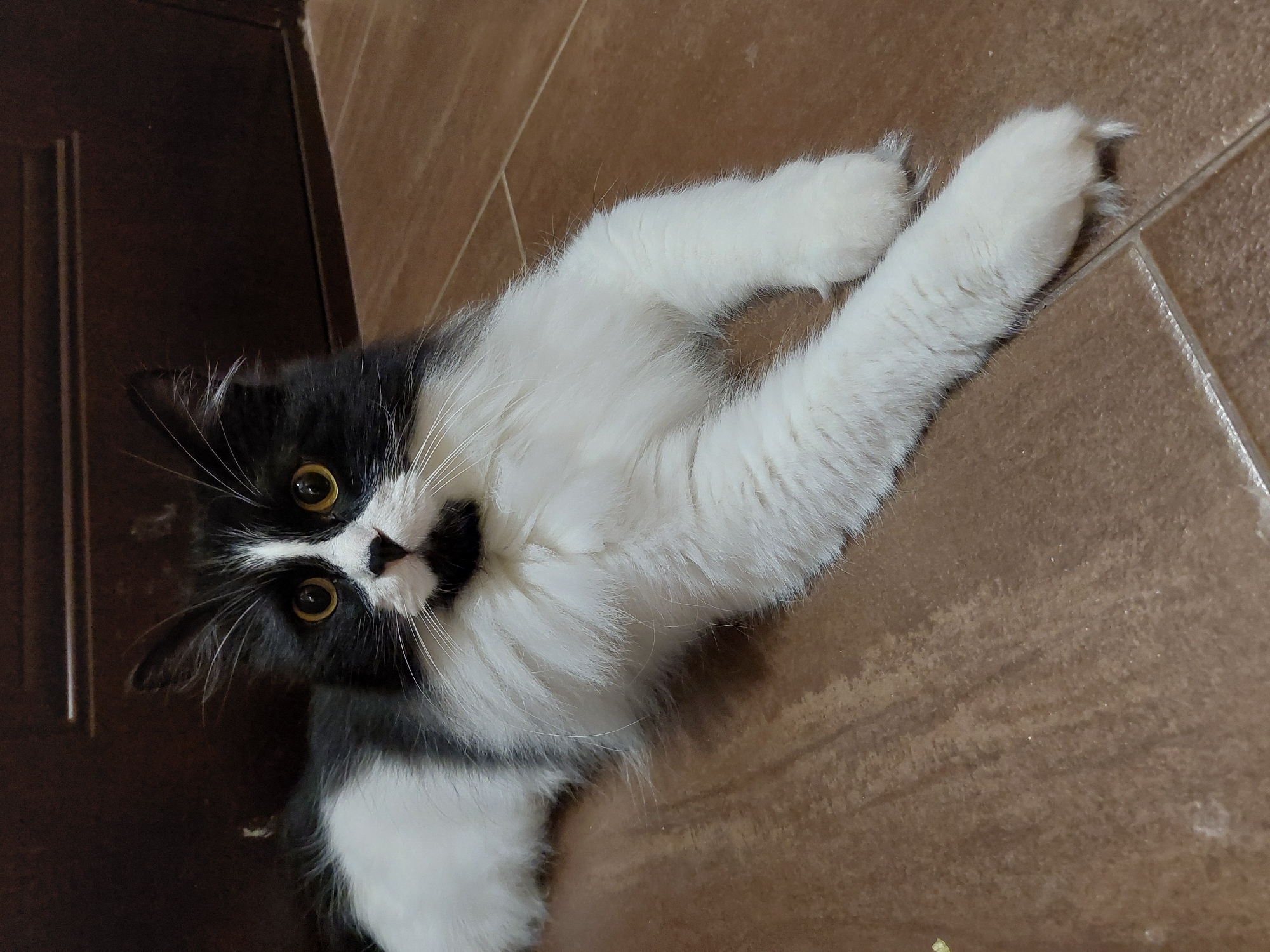 A black and white cat lies on a brown tiled floor. The cat is positioned diagonally in the frame, with its head near the lower left corner and its outstretched paws extending towards the upper right corner. The cat has yellow eyes and a black nose with a white patch. The background includes a dark brown wall, likely a door or part of a cabinet, in the upper left corner. The location is impossible to tell based on the image.