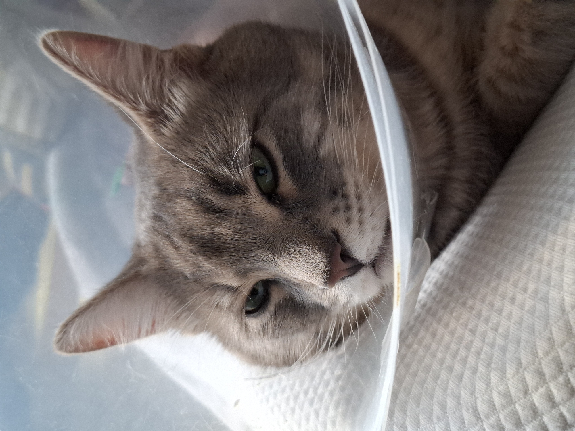 A close-up shot depicts a grey tabby cat wearing a clear plastic cone of shame (Elizabethan collar). The cat is lying on a white textured fabric. The cat's head is tilted, with its green eyes partially open. Its fur is a mix of grey and brown shades, and its whiskers are visible. The background is blurred, suggesting a shallow depth of field. The location cannot be determined from the image.