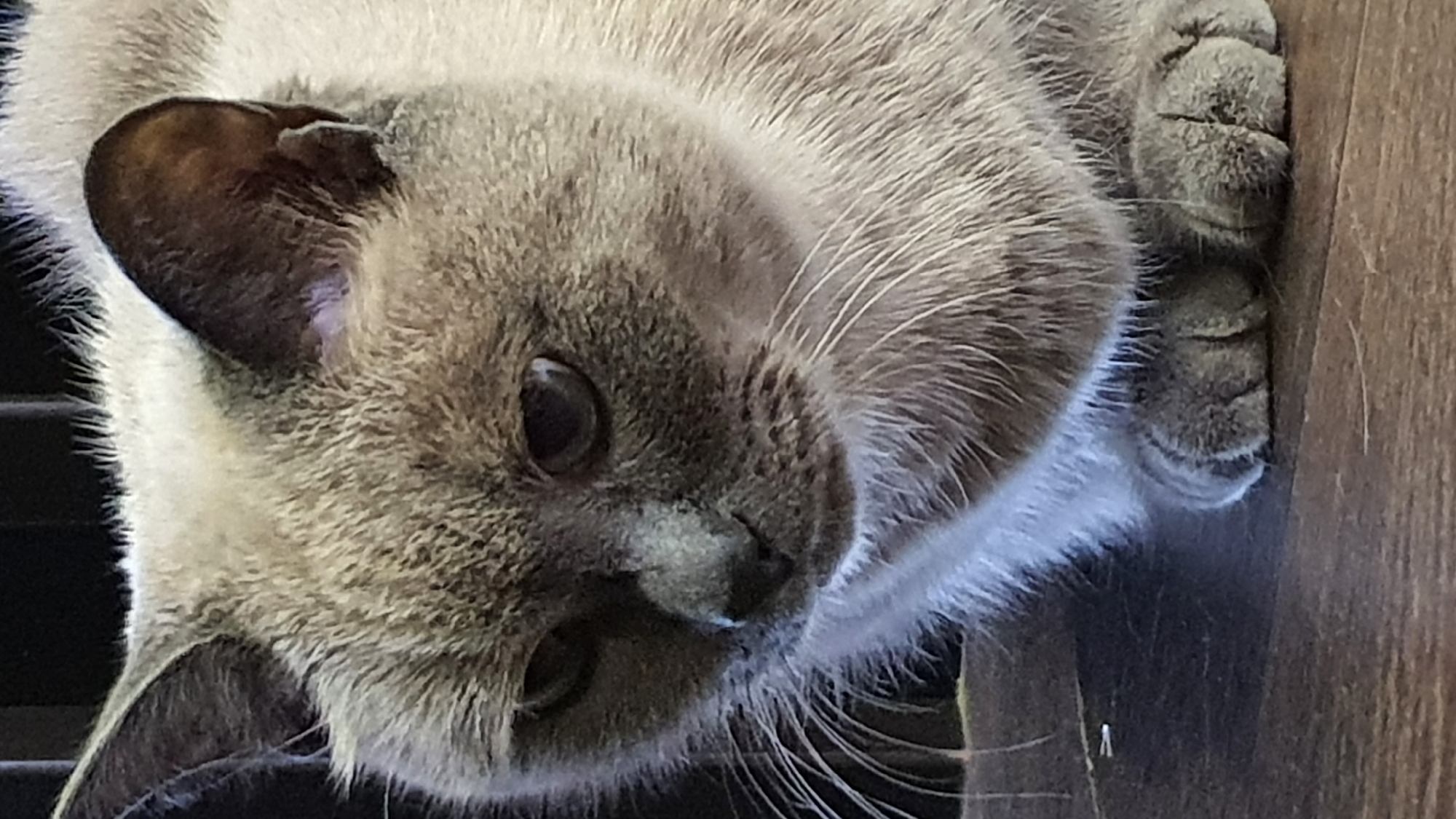 A close-up, eye-level shot features a medium-haired domestic cat with a grey coat, darker points on its ears and face, and bright, dark eyes. The cat is positioned in the center of the frame, looking slightly to the left. Its fur appears soft and slightly tousled, particularly around its face and paws. The background is dark and out of focus, with vertical lines visible at the top, suggesting a cage or fence. The cat is sitting on a dark, textured surface, possibly wood, with its paws visible at the bottom of the frame. The image has a shallow depth of field, blurring the background and emphasizing the cat's features. There is no indication of the cat's location within the city of Krasnoyarsk, Russia.