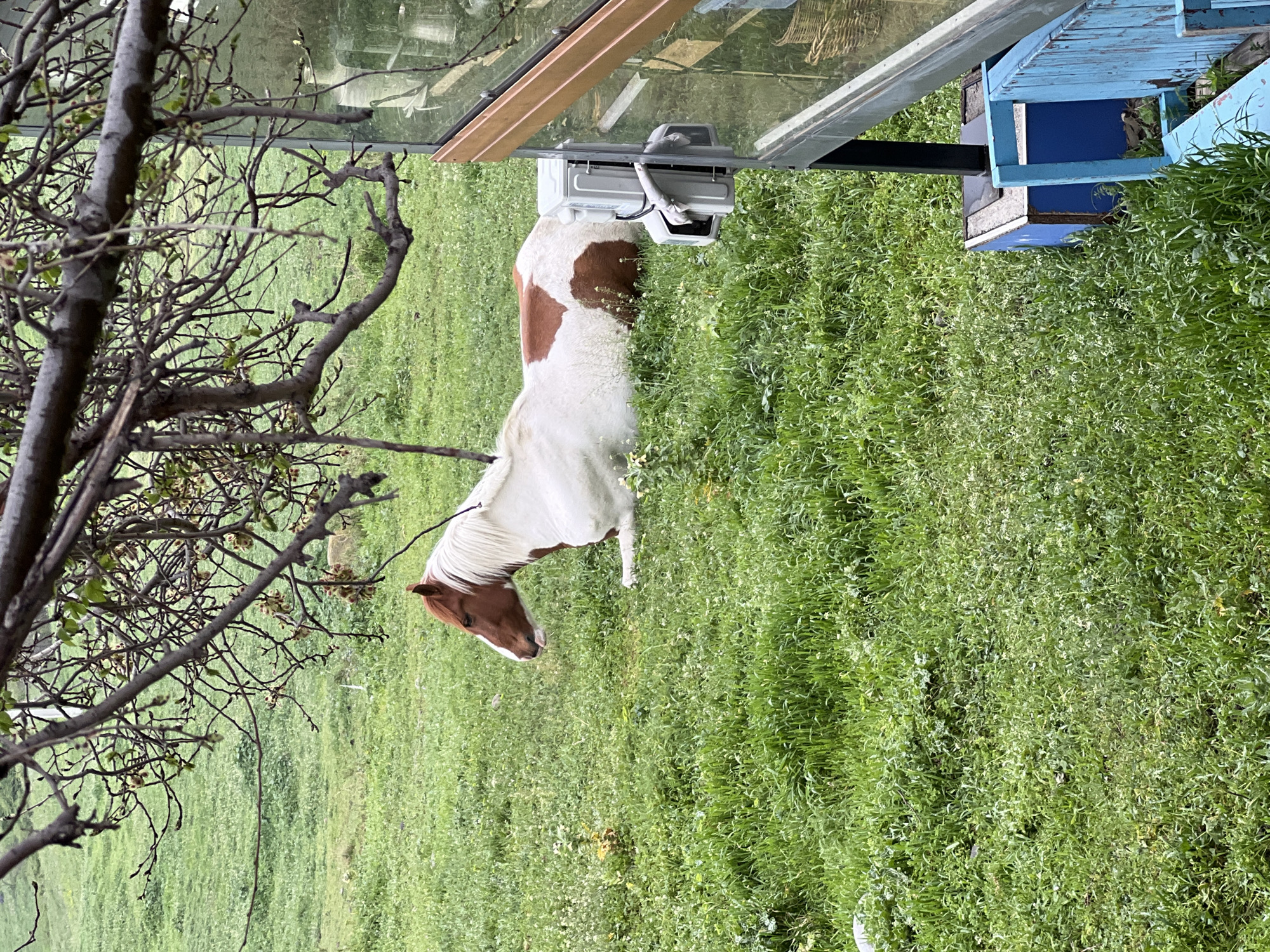 A medium, eye-level, color, outdoor shot depicts a horse standing in a grassy area next to a building structure. The horse is mostly white with brown patches on its back and a brown head with a white mane. The horse is standing on green grass with small white flowers scattered throughout. A bare tree with thin branches is in the foreground to the left of the horse. Behind the horse, there is a building structure with a glass wall, a light-colored frame, and an air conditioning unit attached to the wall. A small, blue, wooden structure is to the right of the air conditioning unit. The location is in Mukhatgverdi, Georgia.
