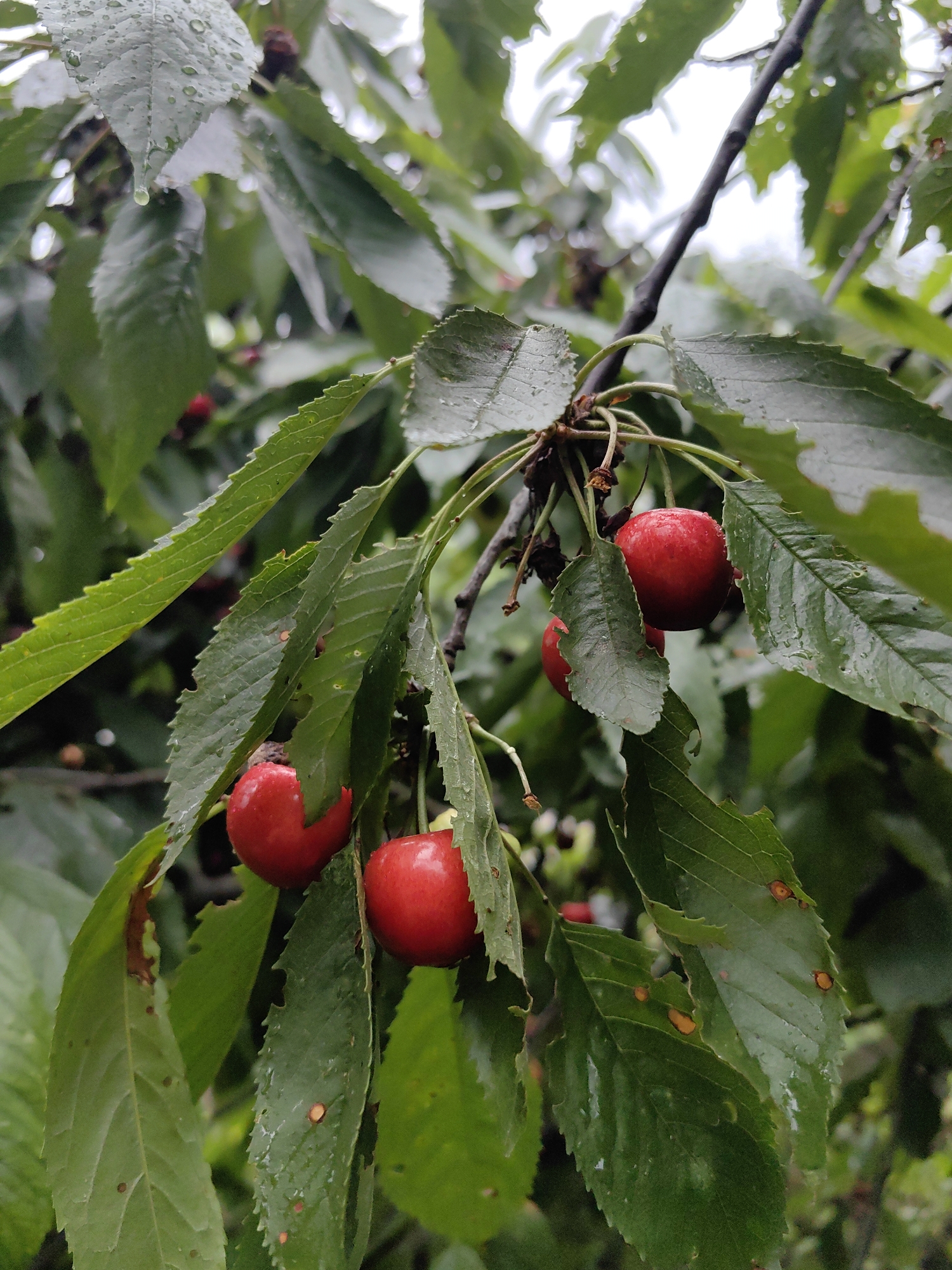 A close-up, high-angle, vertical shot captures a cluster of bright red cherries hanging from a tree branch amidst lush green leaves. The leaves are wet, with visible water droplets clinging to their surfaces, indicating recent rain. Some leaves show signs of damage, with small holes and browning edges. The cherries are plump and round, with a glossy sheen. The background is blurred, consisting of more green foliage and a pale, overcast sky. The scene is set in a natural environment, likely a garden or orchard within Ароматновское сельское поселение, Ukraine, given the context provided. No people are present in the image.