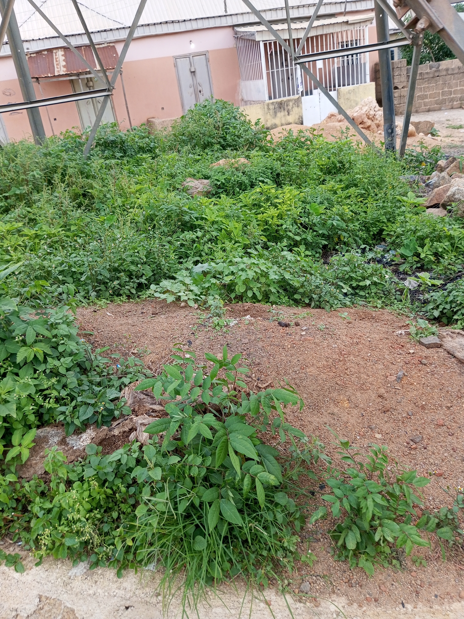 The image depicts an outdoor scene in Gura Top, Nigeria, characterized by dense green vegetation and a patch of reddish-brown soil in the foreground. A partially constructed or disused metal structure with a corrugated roof is visible in the background, along with a light pink building with double doors and barred windows. The area appears to be somewhat unkempt, with rocks and some scattered debris interspersed with the plants. The lighting suggests it is daytime, with no discernible people or animals present.