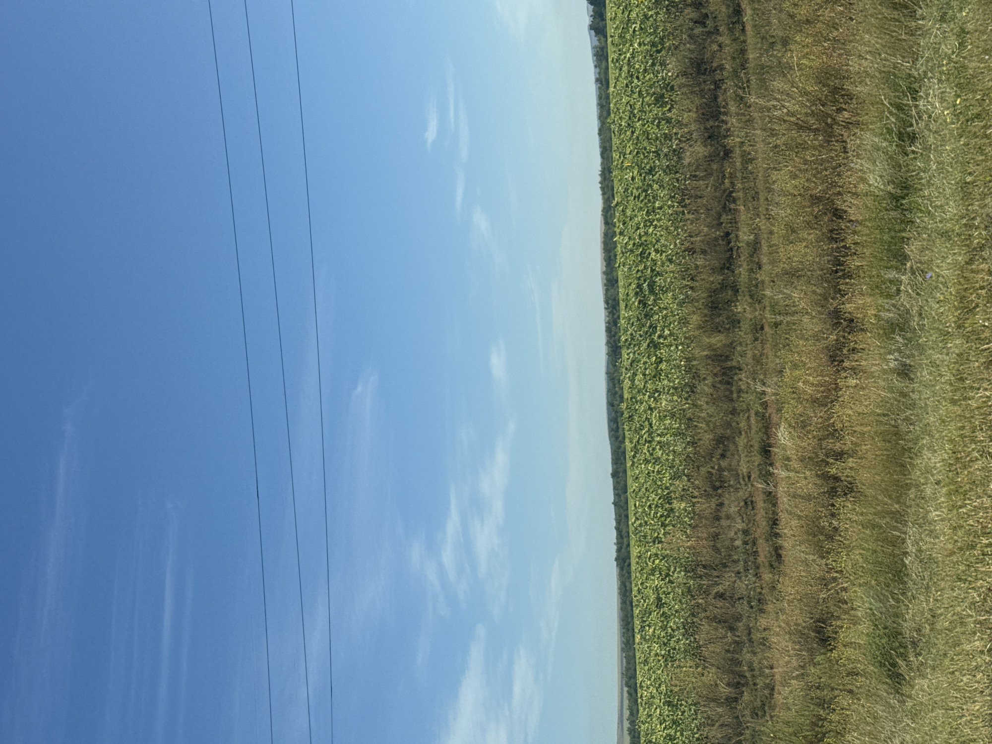 The image depicts a rural landscape under a clear blue sky with a few wispy clouds. Three power lines stretch horizontally across the upper portion of the frame. Below the sky, a vast field of green crops, likely sunflowers given their uniform height and density, stretches towards the horizon. The field is bordered by a strip of dry, yellowish-brown grass and vegetation in the foreground. The background features a distant line of trees and rolling hills. The scene appears to be in Klenovyi, Russia. There are no people or animals visible in the image.