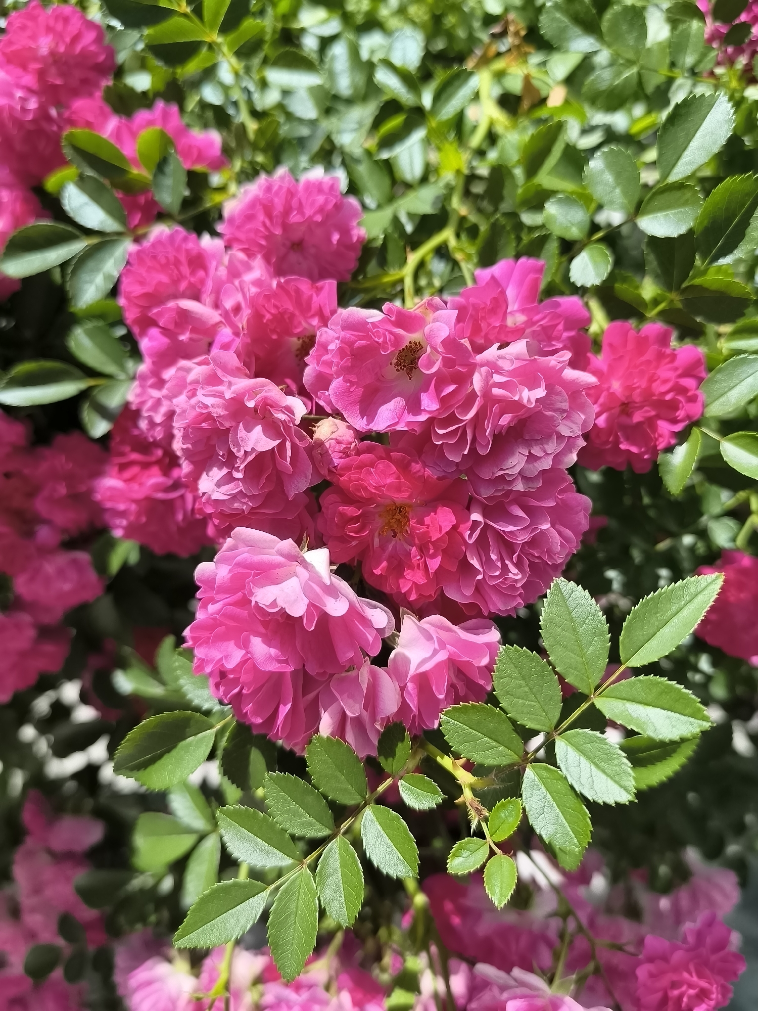 A close-up, eye-level, outdoor photograph features a cluster of bright pink roses in full bloom. The roses are small and multi-petaled, with some flowers showing yellow centers. They are interspersed with vibrant green leaves. The background is softly blurred, indicating a shallow depth of field, and consists of more greenery and a hint of a greyish-blue area, possibly a wall or sky. The lighting suggests it is daytime, with natural sunlight illuminating the scene. There are no people or animals visible in the image. The image does not provide any specific clues to its location within Dnipro, Ukraine.