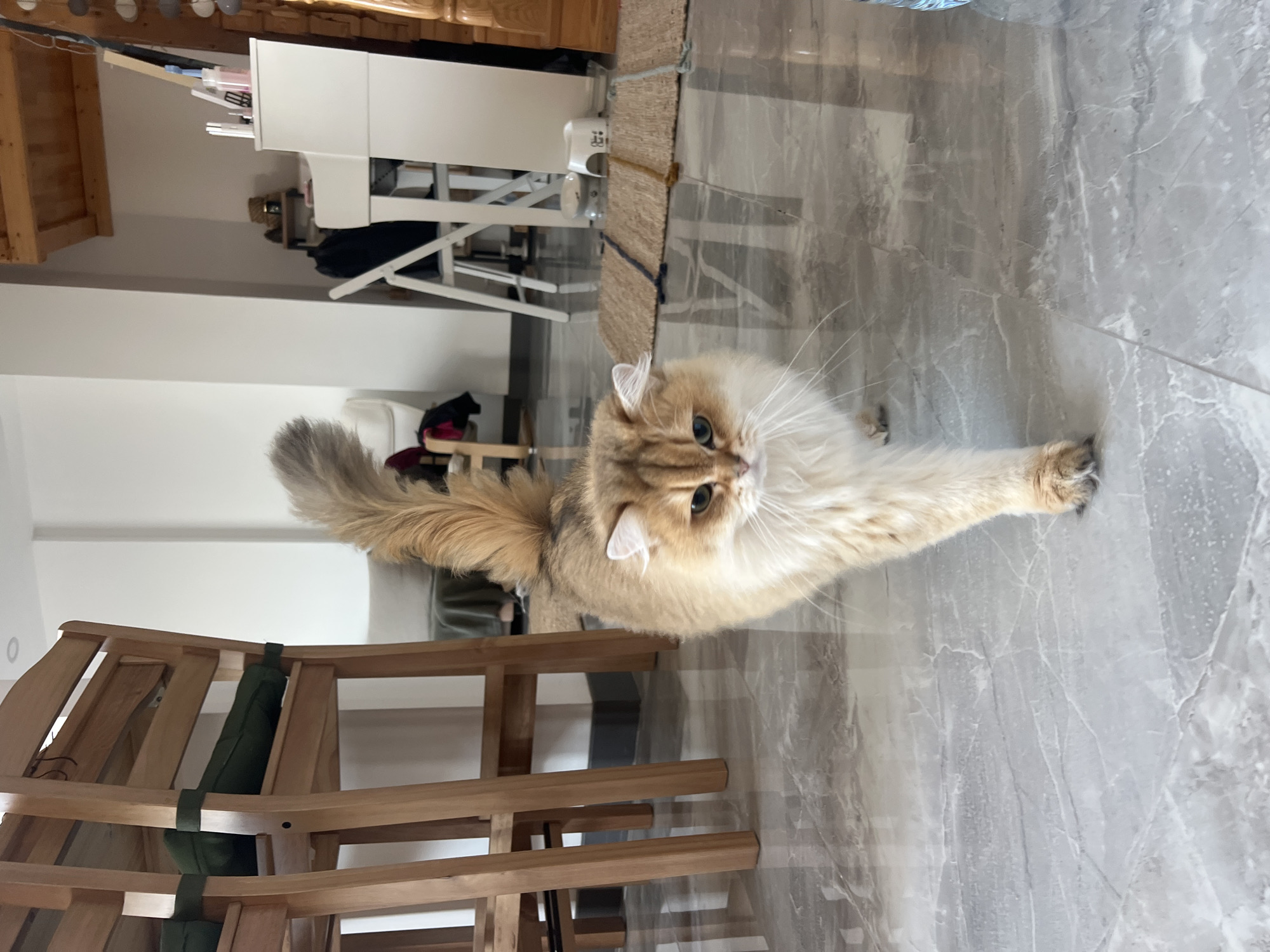 A fluffy, golden-brown cat with blue eyes walks towards the camera across a marble-patterned floor. The cat is in the foreground, with its head and front paws visible. Behind the cat, there are wooden chairs with green cushions, a white piano, and a shelf with various items. The background also shows a white wall and part of a wooden beam. The scene appears to be indoors, possibly a living room or dining area. The location is not specified as Aksu, Turkey.