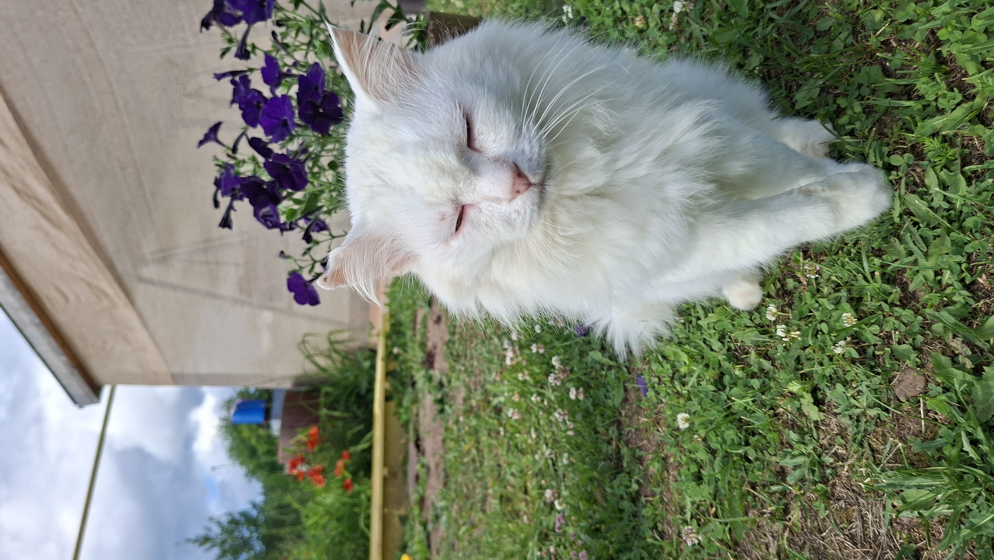 A fluffy white cat is resting on green grass near purple flowers. The cat is mostly facing forward with its eyes closed, appearing peaceful. Its pink nose and ears are visible. The background shows a wooden structure, green plants, and some red flowers. The sky with clouds is visible in the lower left corner, suggesting it is daytime and possibly overcast. The setting appears to be outdoors, likely a garden or yard in Большой Букор, Russia. There is no visible text in the image.