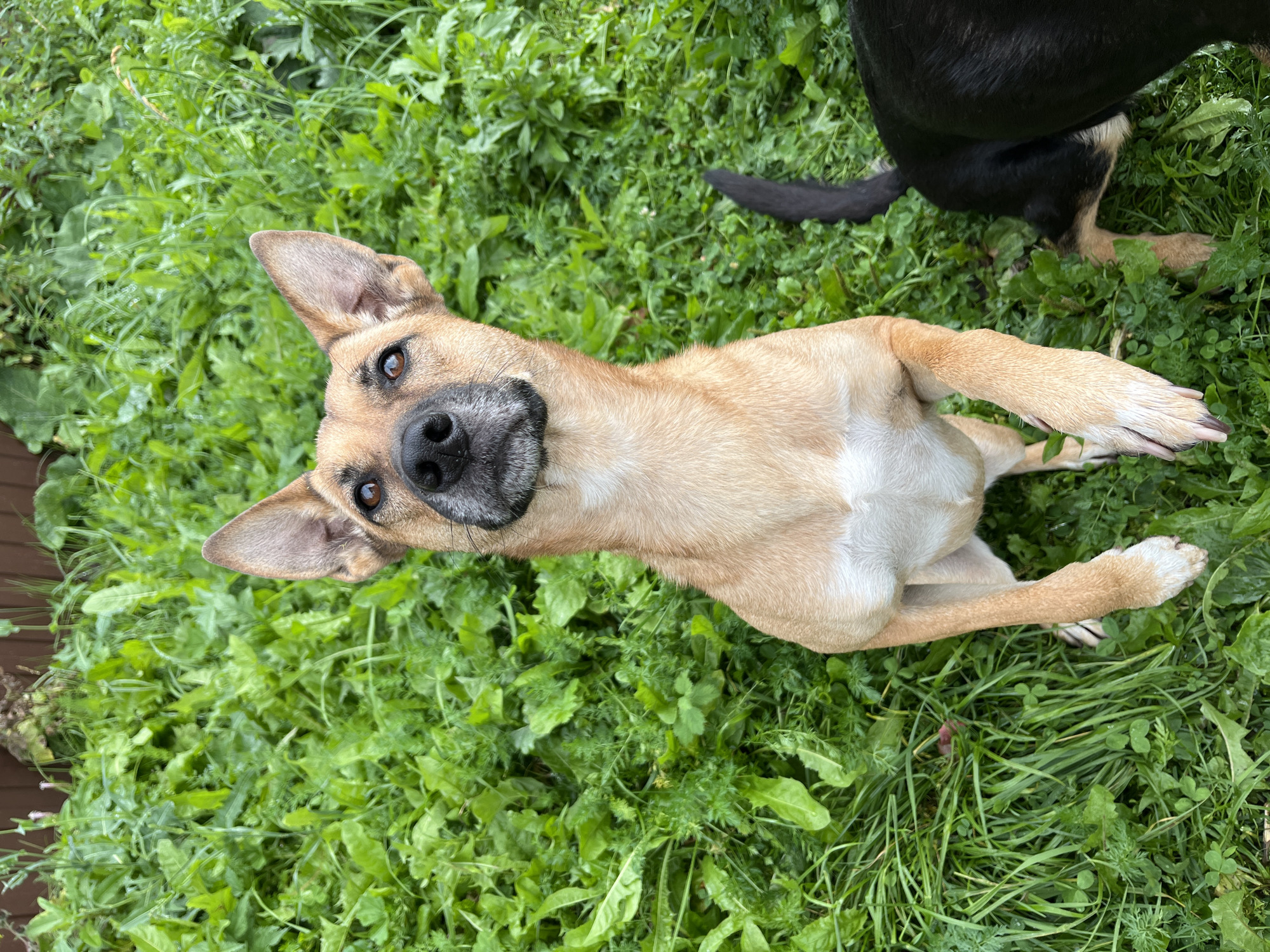 A tan and white dog stands on its hind legs in a grassy area. The dog's front paws are raised as if reaching. Its head is tilted slightly upwards, with its ears perked. A black dog's tail is visible to the right of the tan dog. The background consists of dense green foliage and a wooden fence. The setting appears to be a yard or garden. The image was taken outdoors.