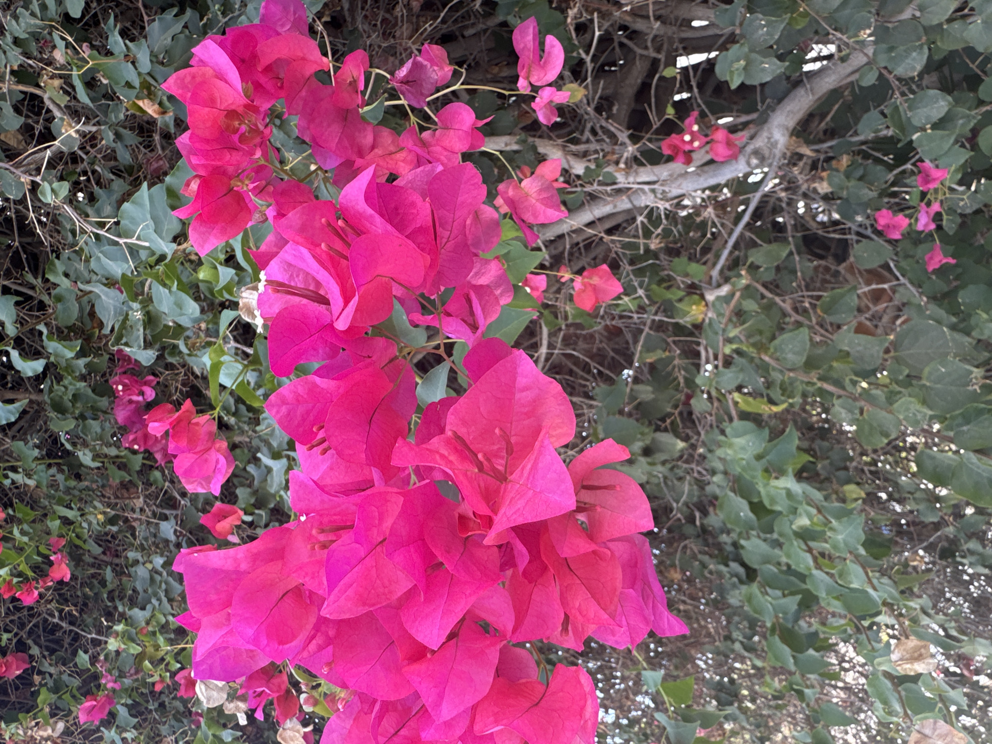 A close-up, eye-level shot captures a vibrant cluster of fuchsia bougainvillea flowers cascading down a thorny vine. The blooms, with their papery petals, dominate the foreground, their vivid color contrasting with the muted green foliage and weathered gray branches of the vine in the background. The setting is a lush, verdant environment, possibly a garden or park within the Agios Tychona Community, Cyprus, characterized by dense vegetation and the natural textures of a growing plant. The lighting suggests an outdoor setting, likely during daylight hours, with soft shadows indicating diffused sunlight. No people or specific structures are visible, focusing solely on the natural beauty of the flowering plant.