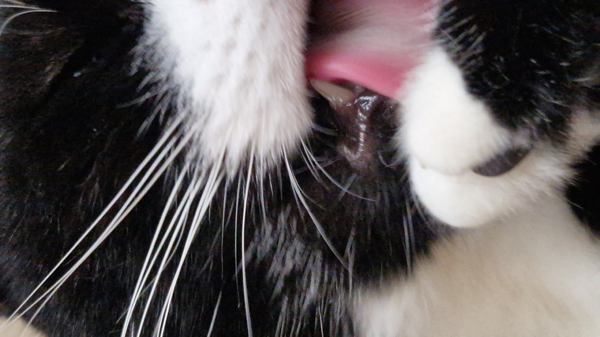 A close-up, eye-level shot captures the mouth of a black and white cat. The cat's mouth is open, revealing a pink tongue and a portion of its teeth. The cat's whiskers are visible, fanning out from its muzzle. The background is a blur of black and white fur. The image is a photograph taken indoors, with no discernible urban or natural landmarks, and therefore cannot be located in Riga, Latvia or any other specific location.