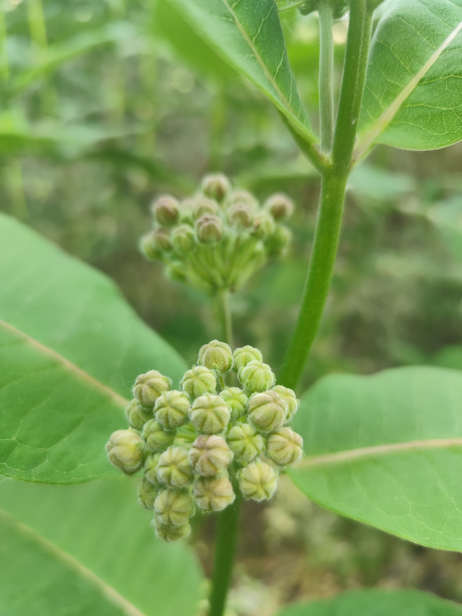 This is a close-up, vertical shot of a plant with multiple clusters of green buds. The buds are tightly packed together, forming spherical shapes. They are covered in fine, fuzzy hairs, giving them a slightly soft appearance. The buds are a light green color with some hints of brown at their tips, suggesting they are not yet fully open.
The plant has broad, green leaves with prominent veins, which are blurred in the background. The stem is thick and green, also with a slightly fuzzy texture. There is another, smaller cluster of buds visible in the upper left quadrant of the image, further back and out of focus.
The background is a soft, green blur, indicating a natural, outdoor setting. The lighting appears diffused, suggesting it might be an overcast day or that the sun is not directly on the subject. The shallow depth of field draws attention to the detailed texture of the buds and leaves in the foreground. No people, text, or specific location cues are visible. The overall impression is one of a serene and natural scene, focusing on the early stages of plant growth.