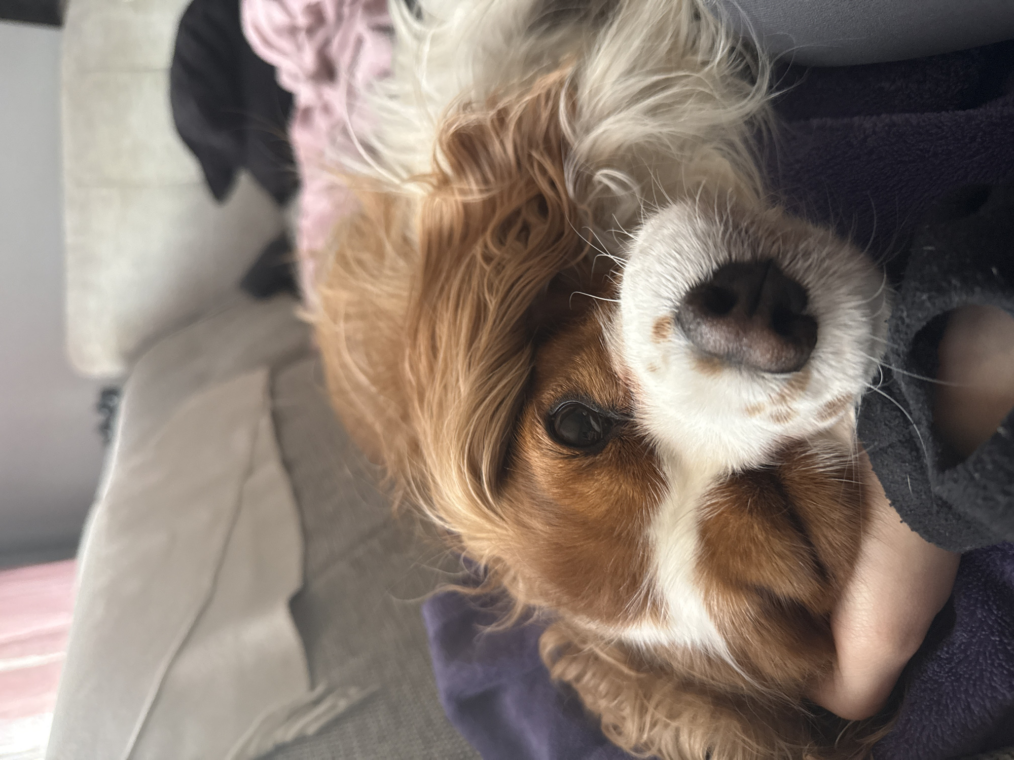 A close-up, slightly tilted shot depicts a Cavalier King Charles Spaniel resting on a grey couch. The dog's head is prominently featured, with its white and brown fur, and a pink nose. A dark grey pillow and hand can be seen beside the head. There is no information to determine whether the image was taken in Sofia, Bulgaria.