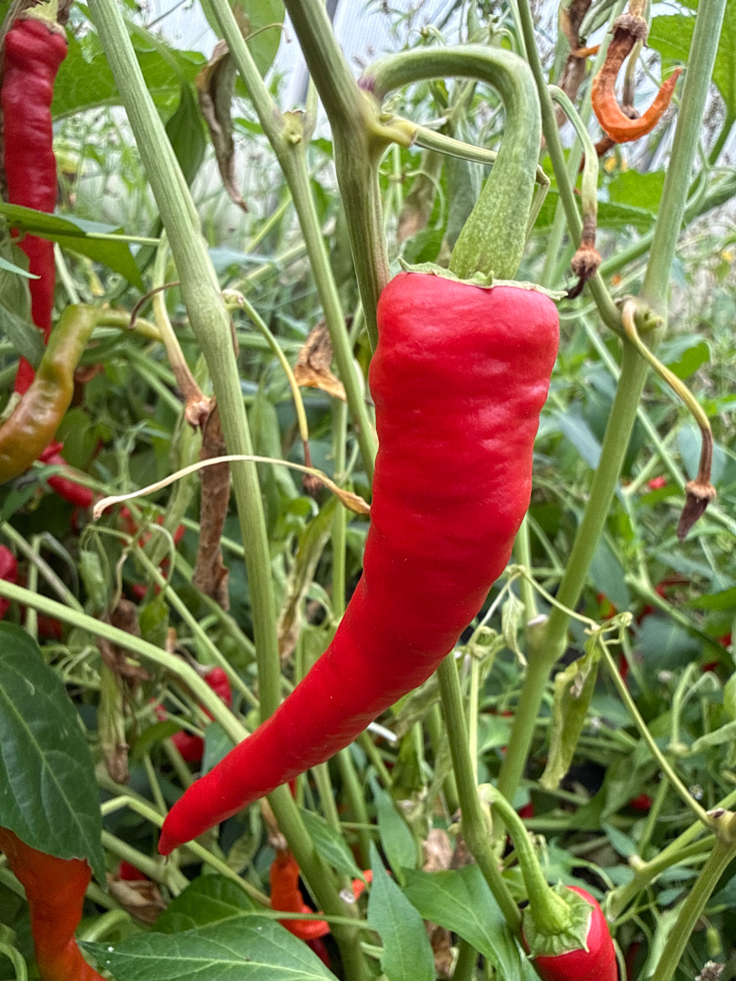 In the city of Galinė, Lithuania, a cluster of ripe red chili peppers hangs from their plants. The peppers are a vibrant red, with a slightly wrinkled texture. They are surrounded by green leaves and stems, and the background is a blur of more greenery, suggesting an outdoor garden setting. Some of the peppers are still attached to the plant by their stems, while others have fallen to the ground. The image is taken at a close-up angle, emphasizing the details of the peppers.