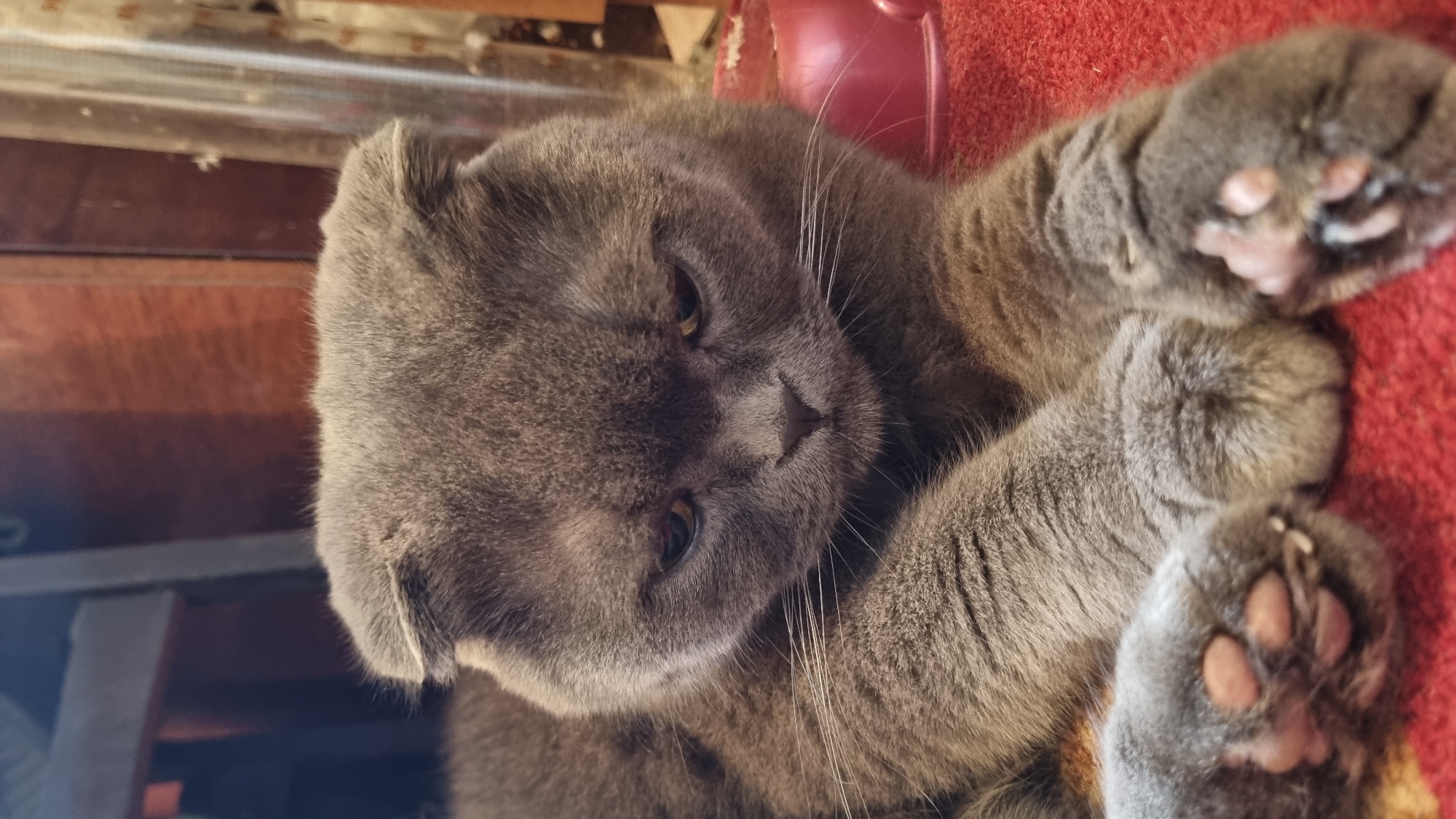 A close-up, eye-level shot captures a grey Scottish Fold cat lying on a red surface, likely a rug or blanket. The cat's head is the focal point, with its characteristic folded ears, dark eyes, and a slightly downturned mouth contributing to a melancholic expression. Its paws are visible in the foreground, one slightly raised. The background is blurred, showing hints of wooden furniture and a transparent container, suggesting an indoor setting. The scene appears to be in a domestic environment within the city of Vysokoe, Russia.