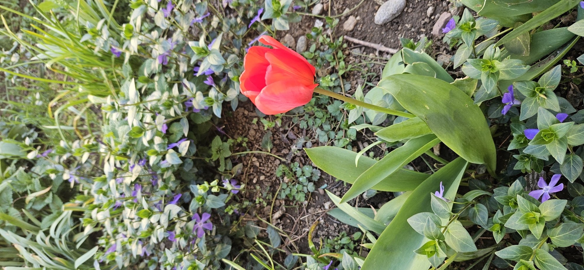 A medium shot captures a vibrant red tulip in bloom, amidst a bed of lush greenery. The tulip stands out against the backdrop of smaller plants with purple flowers. The location appears to be a garden or a natural outdoor setting. The details suggest a close-up view focusing on the flora and its immediate surroundings. There is no indication of the image location being within the city of Unknown, Unknown. There is no presence of people.