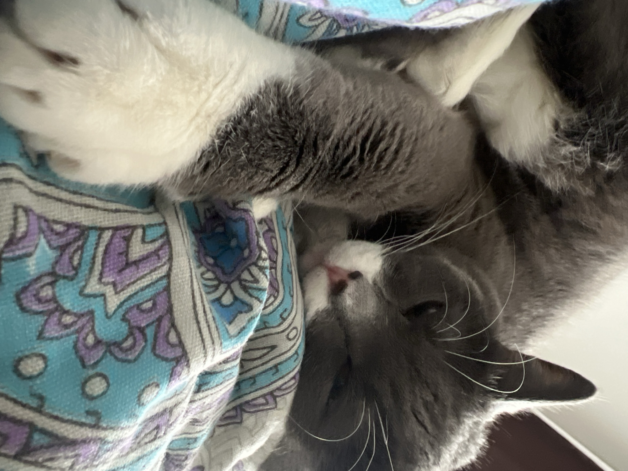 The image captures a peaceful moment of a gray and white domestic cat sleeping soundly, possibly in Tyumen, Russia. The cat, appearing to be a tuxedo cat with white paws, chest, and face contrasting with its darker gray fur, is curled up on a patterned blanket. Its eyes are closed, and its body is relaxed, indicating deep rest or sleep. A small portion of its pink nose is visible. Long white whiskers fan out from its face.
The blanket features an intricate, symmetrical design with dominant shades of light blue, purple, and white, along with gray outlines. The fabric texture is visible, suggesting a soft, woven material. The photograph is taken from a slightly elevated angle, looking down at the cat, which is positioned so its head is towards the bottom of the frame and its body extends upwards. The lighting is soft and even, suggesting an indoor daytime setting. The scene evokes a sense of calm and comfort. No specific location cues beyond the blanket's pattern are visible, and no text is present in the image.