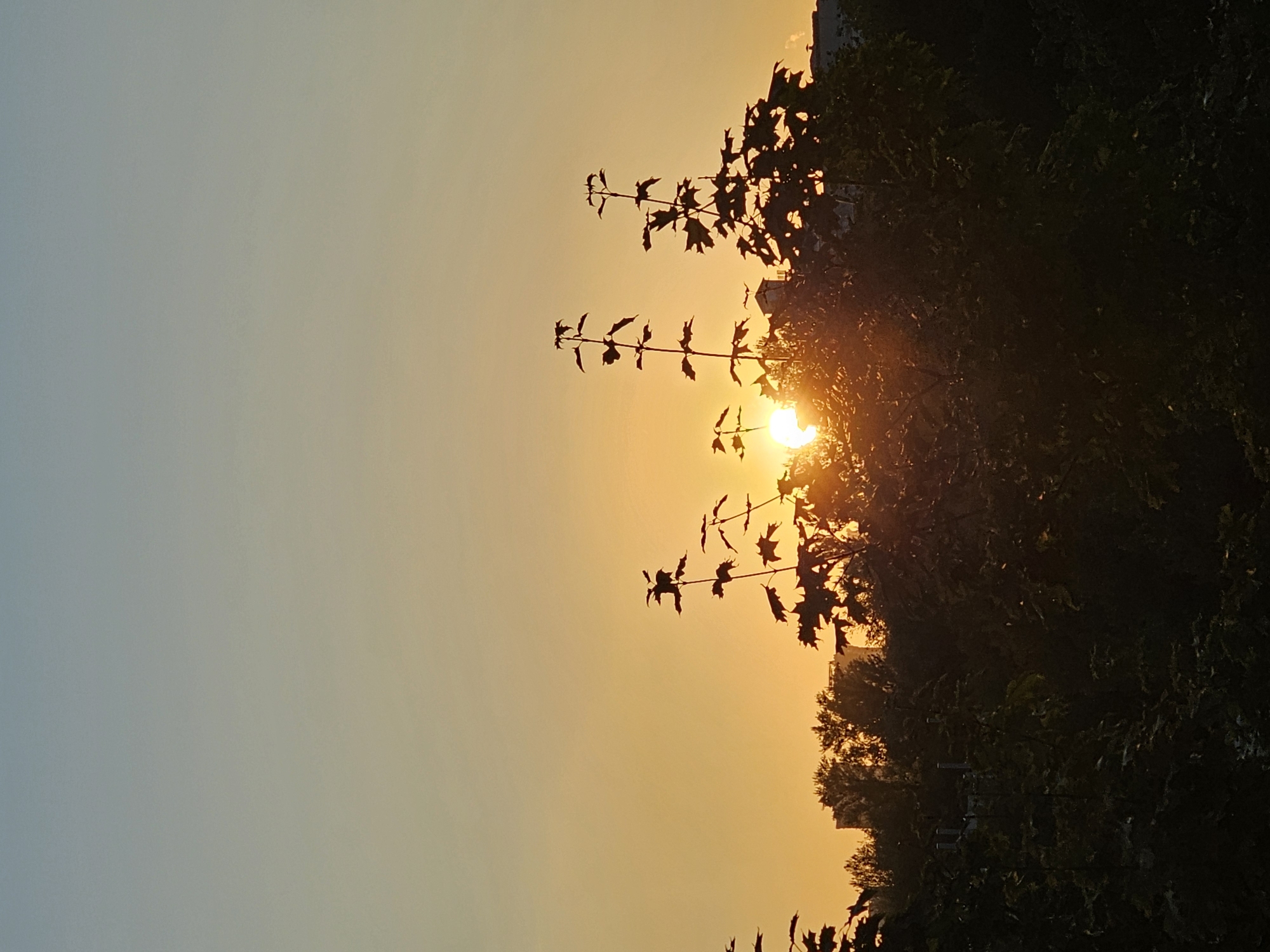The image depicts a sunset scene with silhouettes of trees and buildings against a gradient sky. The sky transitions from a light blue at the top to a warm orange near the horizon, indicating either sunrise or sunset. Several dark, leafy tree branches are visible in the foreground, with some appearing as distinct silhouettes. Behind the trees, the outlines of buildings and more trees can be discerned, suggesting an urban or suburban environment. The sun is partially visible through the foliage, casting a bright glow. There are no people or animals visible in the frame. The location is specified as Khimki, Russia.