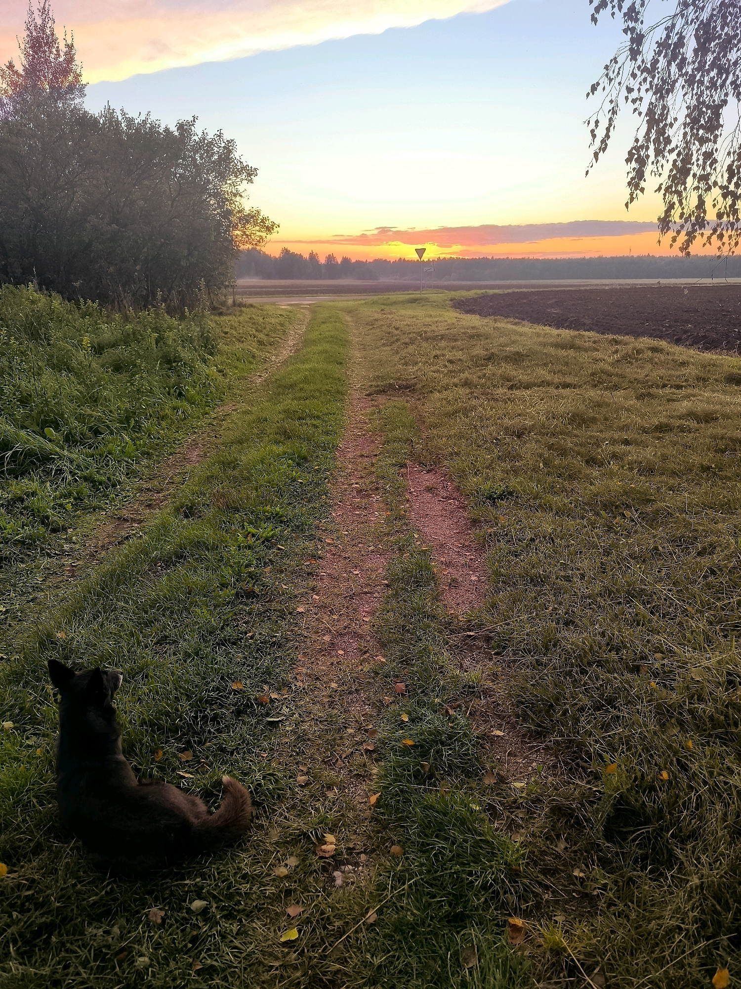 A black dog sits in the grass on the left side of a dirt road in a rural area, facing away from the camera and towards the horizon. The road leads into the distance where the sun is setting, casting a warm orange and pink glow across the sky. To the left of the road is a dense line of trees and bushes, while to the right is a field that has been plowed. The grass on either side of the road is long and somewhat overgrown, with a few fallen leaves scattered around. The overall impression is one of a peaceful, late afternoon in the countryside. The location is described as the village of Tarnowski in the Tarnowski rural council of Belarus.