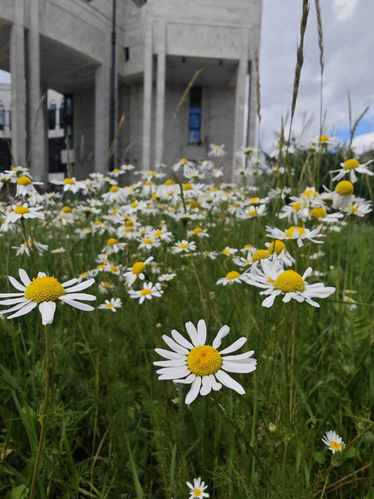 The image shows a field of white daisies with yellow centers in front of a modern concrete building. The building has large columns and windows, suggesting it could be a public institution or educational facility. Tall grasses are interspersed with the daisies. The sky is cloudy. The location is not identifiable from the image alone, and therefore cannot be specified as Saint Petersburg, Russia.