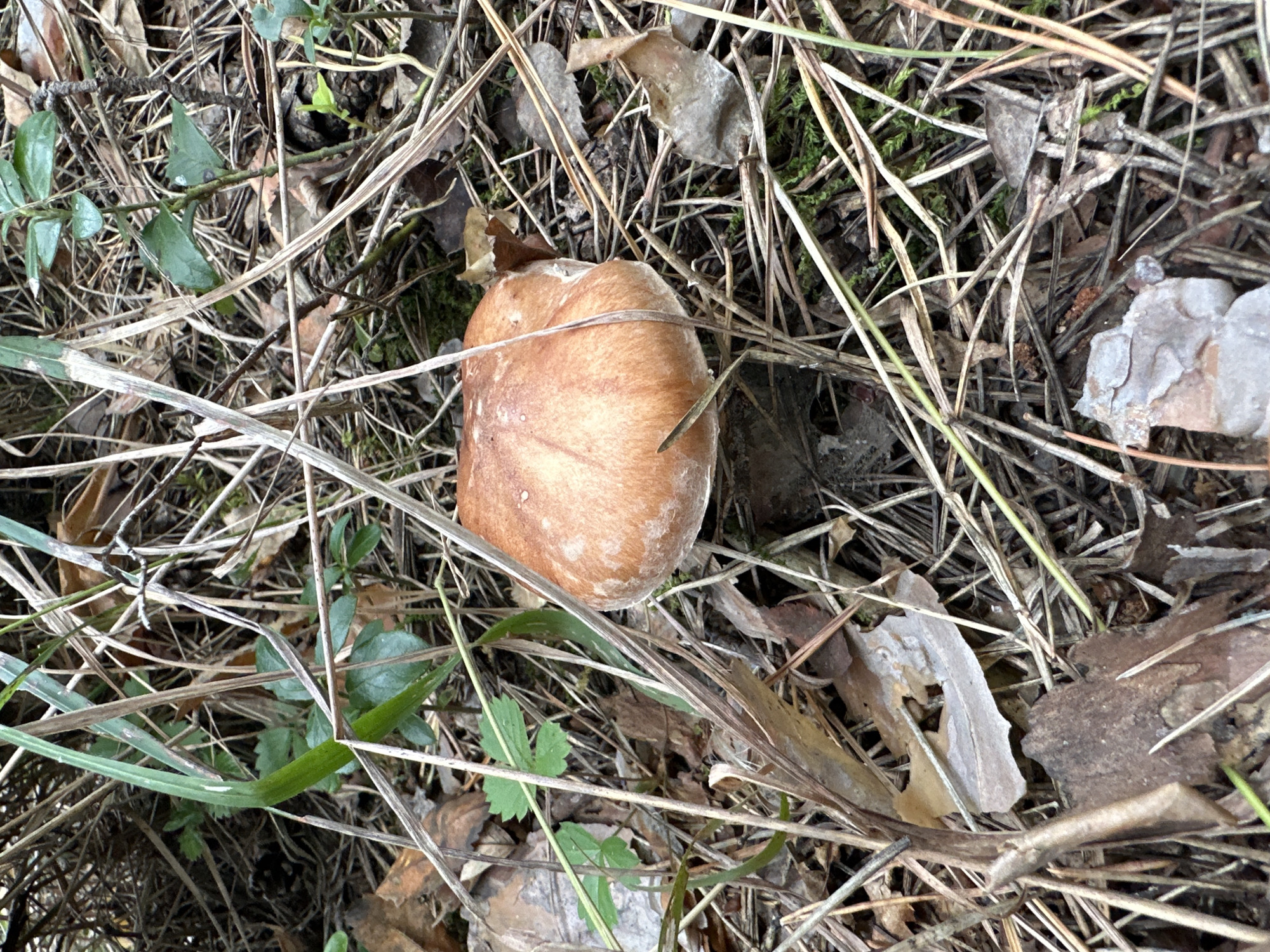 A single mushroom with a light brown cap and a white underside is growing among dry pine needles and leaves on the forest floor. The mushroom is located in the center of the frame. Green grass and small plants are also visible around the mushroom, suggesting a natural, wooded environment.