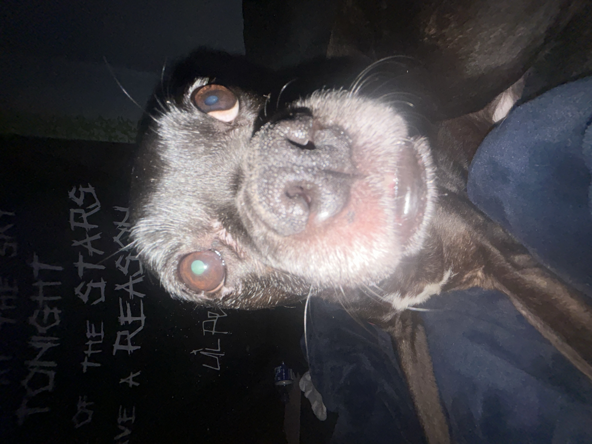 A close-up, slightly tilted photograph features a black dog with a graying muzzle, its face filling the frame. The dog's eyes are visible, and its nose is prominently centered. The dog appears to be on a dark surface with text that is partially visible, reading "TONIGHT THE STARS... HAVE A REASON... LIL." A partially visible blue object and a white object are beneath the dog. The image does not provide enough information to confirm a location in Moose Jaw, Canada.