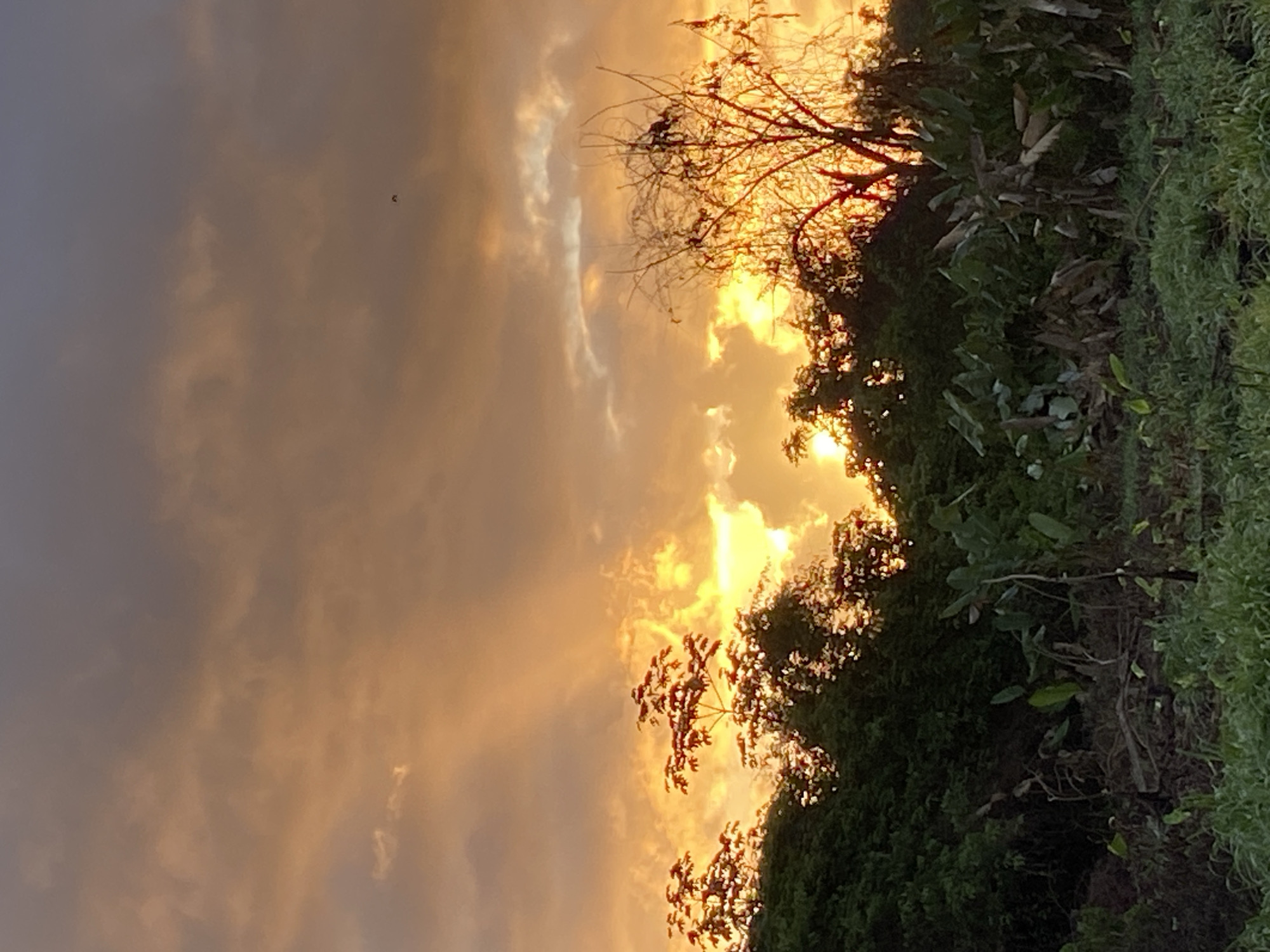 The image displays an outdoor landscape located in Los Velásquez, Venezuela, observed during either sunrise or sunset. The sky, encompassing the upper two-thirds of the frame, exhibits a gradient of golden-orange and grey cumulus clouds. Intense light, indicative of the sun, emanates from behind the clouds on the left-center, casting visible rays upwards. A single small, dark avian object is visible against the sky in the upper central portion.
The lower third of the image is dominated by dense tropical vegetation. A treeline forms the horizon, silhouetted against the bright sky. On the left, trees with distinct reddish-orange new growth or foliage are discernible. On the right, a large, dark-branched deciduous tree stands prominently, with multiple small, dark avian figures perched on its upper branches. The midground features various large-leafed green plants, some with dried or browning foliage. The immediate foreground consists of low-lying green vegetation, likely grass or ground cover, interspersed with darker patches of exposed earth or organic debris. No human individuals are present or engaged in any discernible action.