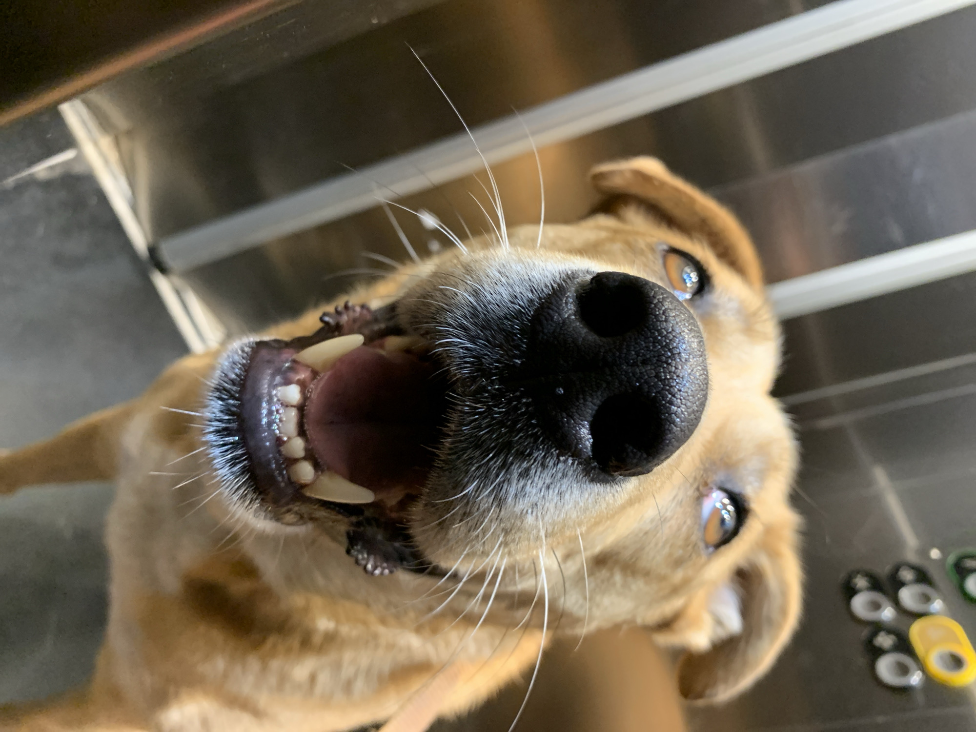 A close-up, upward-angle photo captures a light-tan dog with brown eyes, its mouth open revealing teeth and tongue. The dog's nose is prominently displayed. The background appears to be a metallic or steel surface, possibly a counter or table. In the lower right corner, a blurred arrangement of small, round objects with black and white centers and a yellow component is visible. There's no indication of Tel-Aviv or any specific location in Israel. No people are visible.
